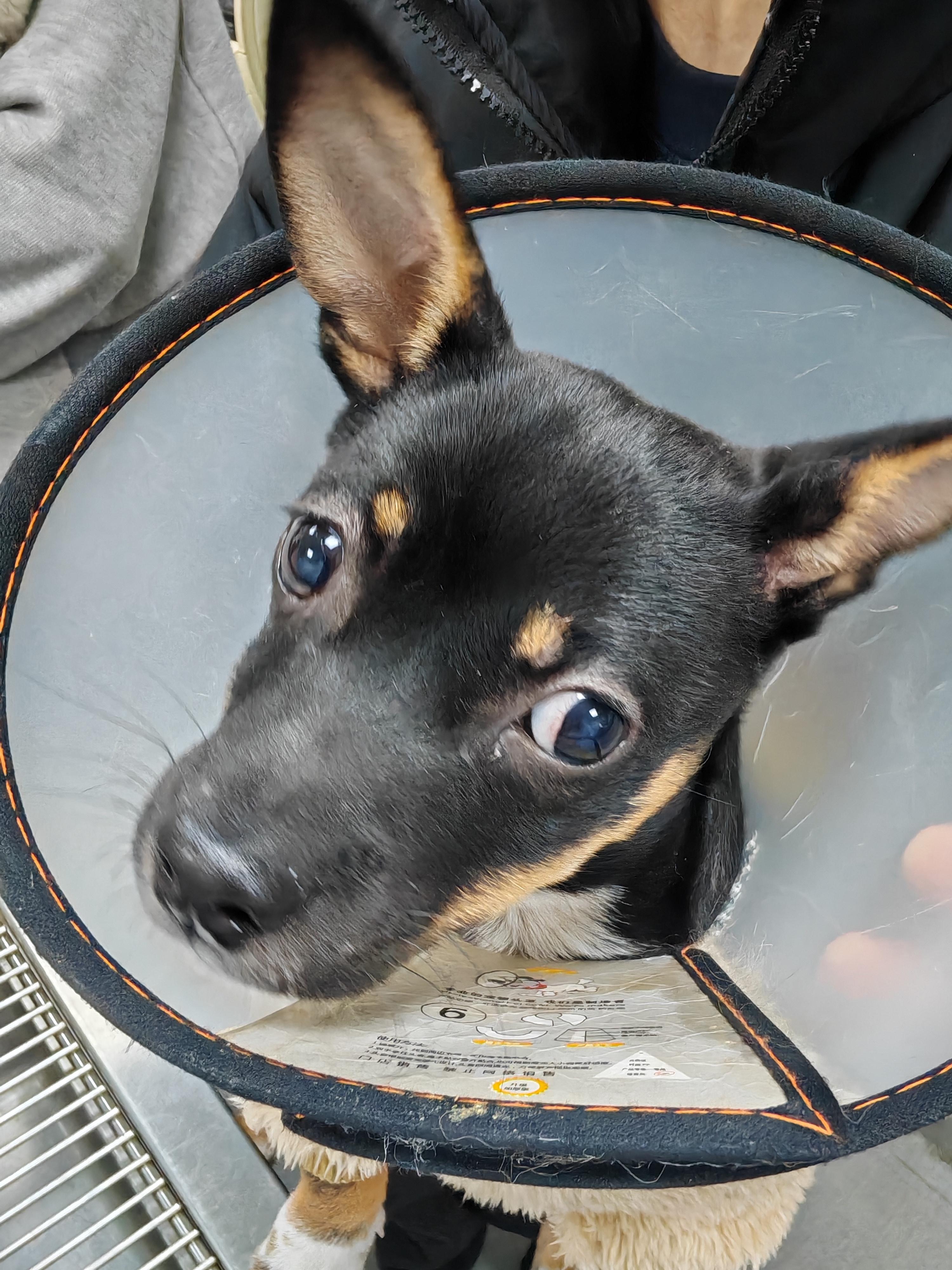 犬传染性肝炎俗称蓝眼病这是一种由犬腺病毒引起的急性败血性传染病