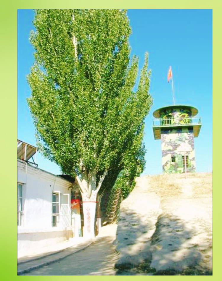 小白杨这首歌你会唱吗⭐小白杨是一首经典的军旅歌曲每次听到它我