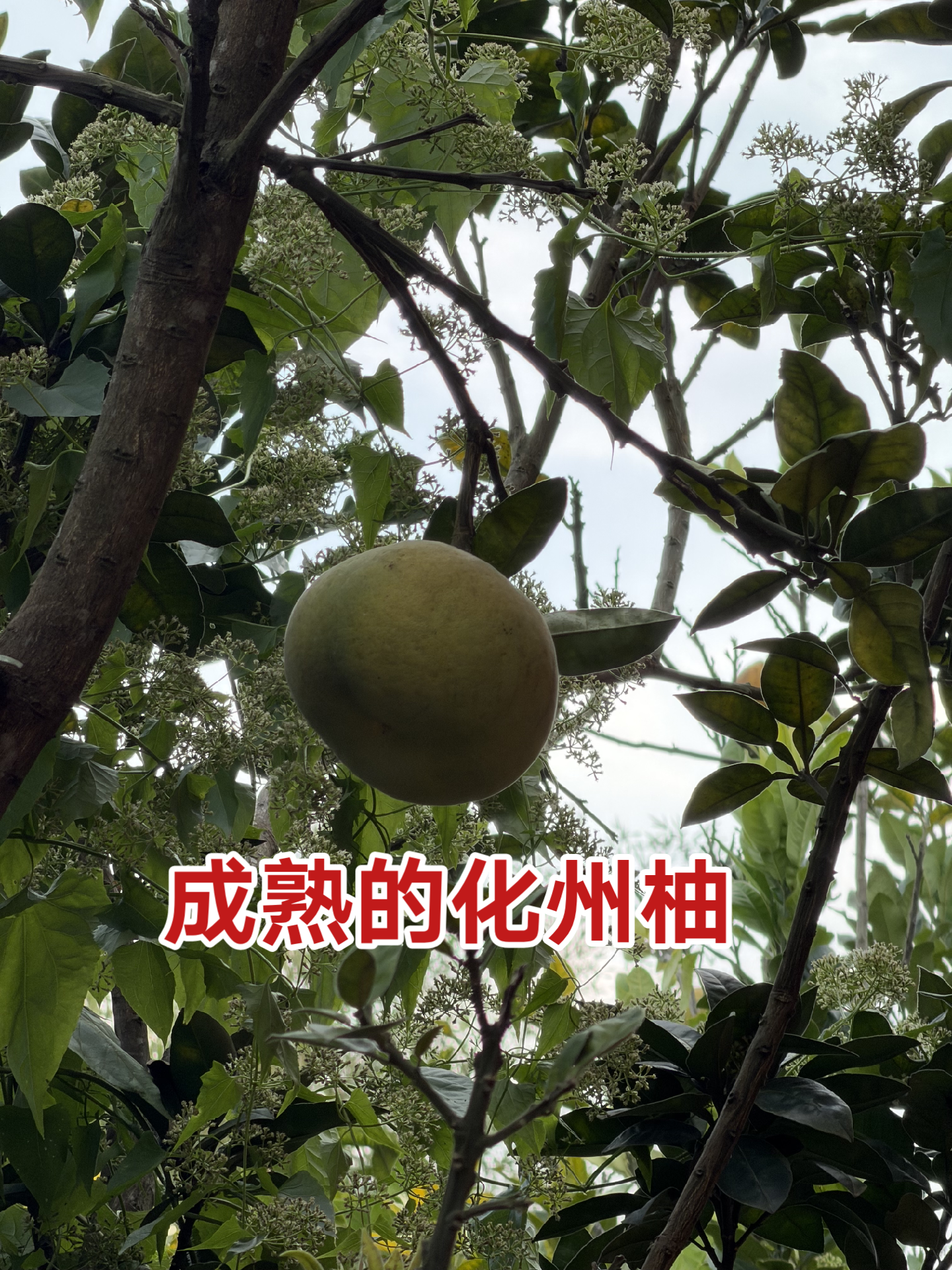 橘万家化州橘红 的想法: 化州柚有什么特别？ | 化橘红听说来源于化州柚，大家知道它有什么特点吗，橘万家带你了解。首先无论橘子… - 知乎