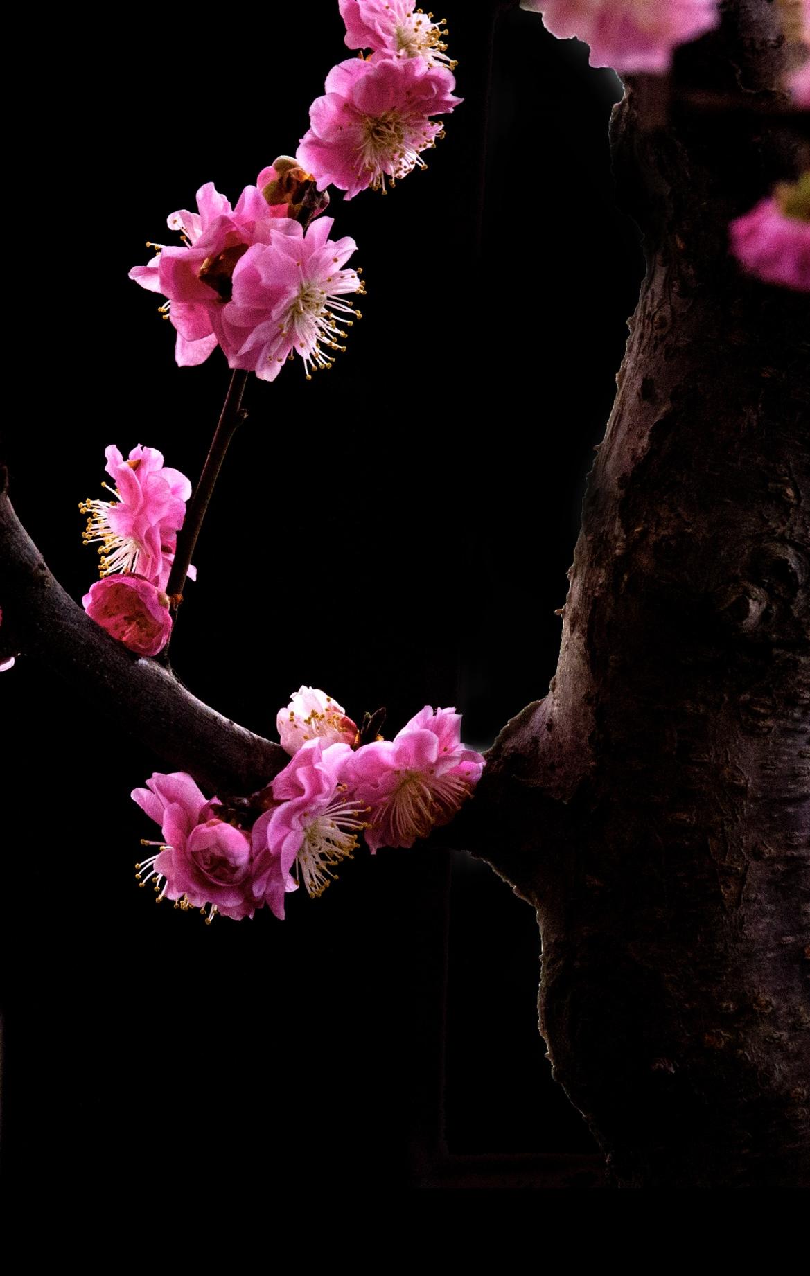 云一 的想法: 梅之傲骨 | 雪梅·其一 br>宋· 卢梅坡 br>梅雪争春未