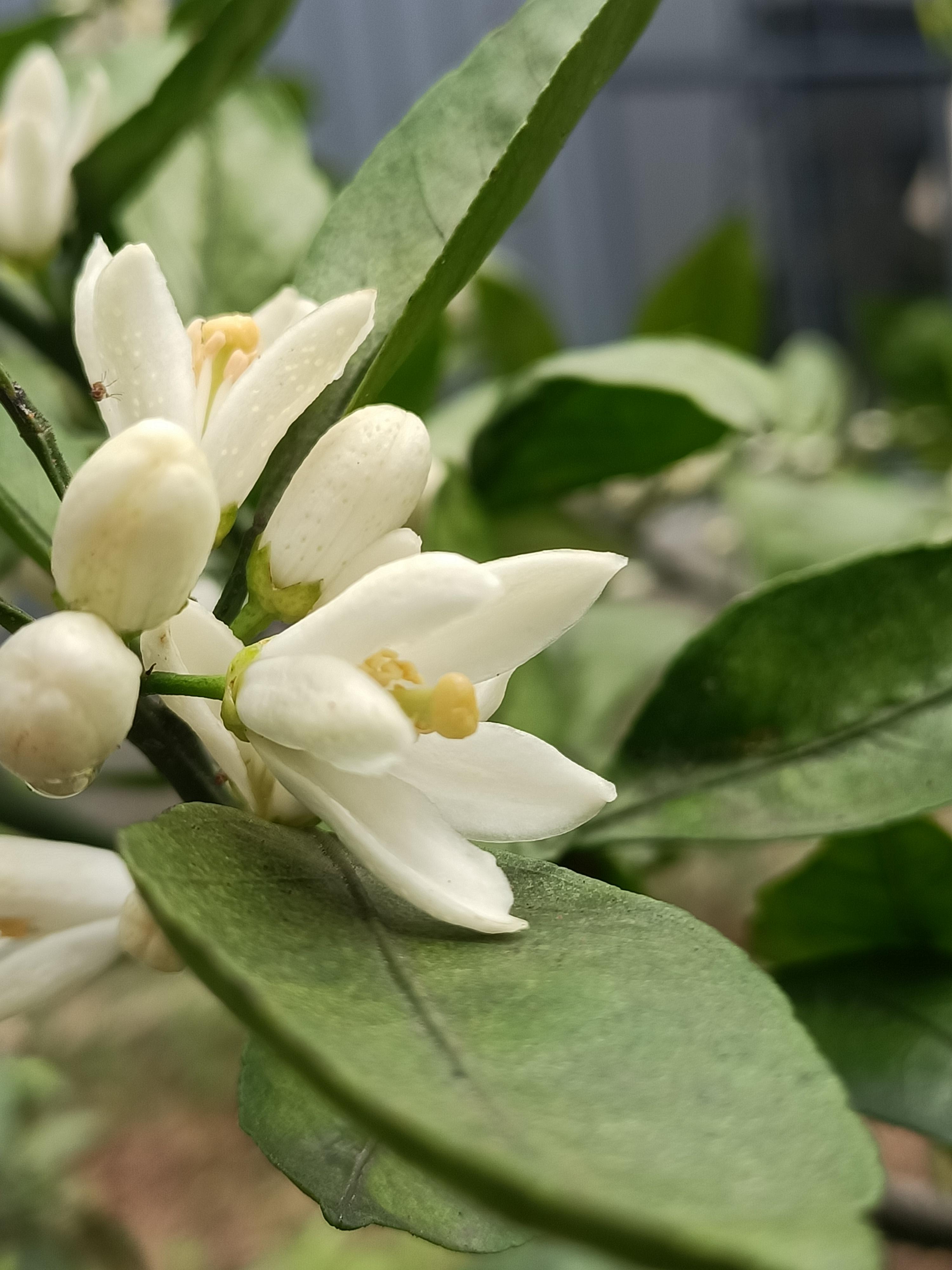 老顽童 的想法: 柚子花 |  br>春光无限好,柚花飘香时.