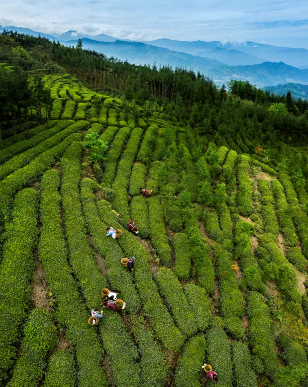 山茶寻香馥 的想法: 山好,水好,高山云雾出好茶