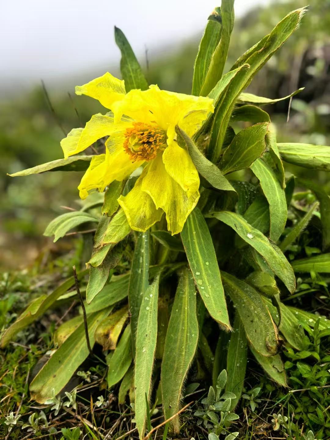 高原精灵植物绿绒蒿你见过这种美丽的植物吗花瓣比谁都娇嫩如丝绸轻纱