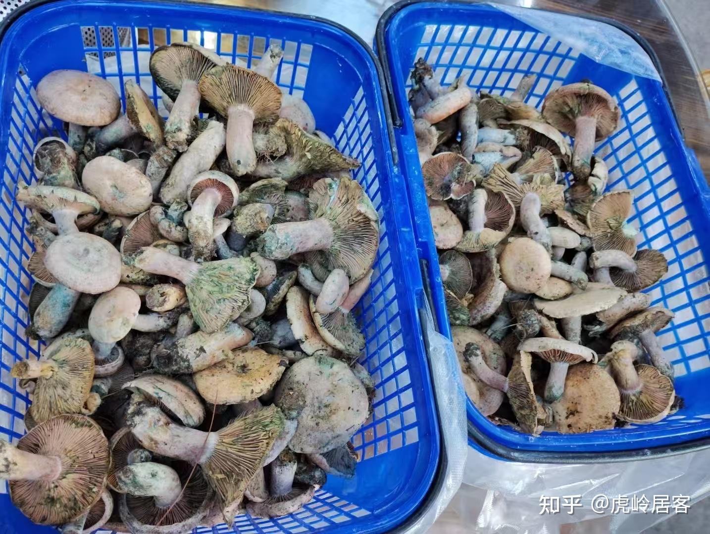 虎岭居客 的想法: 寒菌 | #用照片记录生活 寒菌,学名松乳菇,又称重阳菌、雁鹅菌、枞菌,是一种与松树共生的野生食用菌,… - 知乎