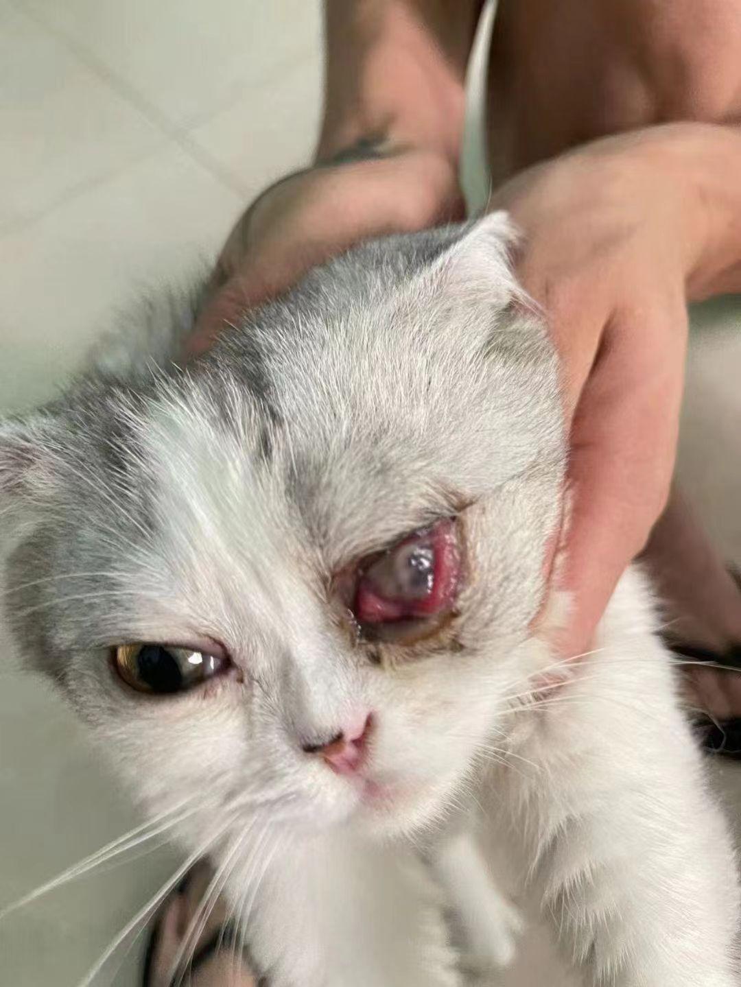 豆花花的猫咪 的想法: 猫咪眼睛肿成这样只能挖眼球吗