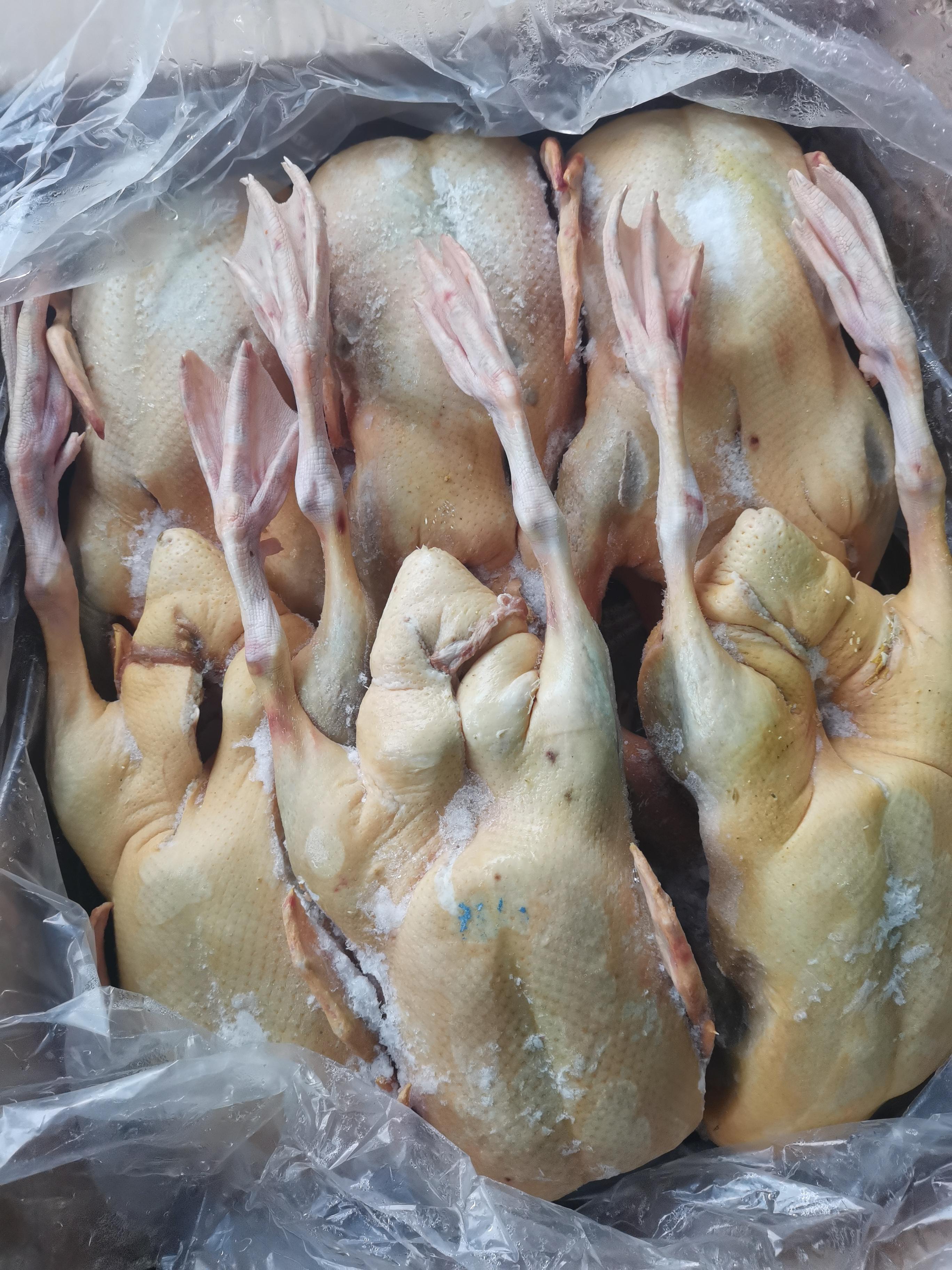 周若为 的想法: 红嘴雁 | 市面上饭馆的炒鹅,大多用的这种玩意,叫做红