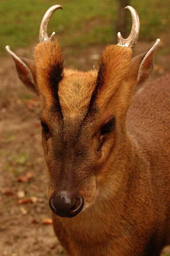 以下是一些关于黄猄的趣事:雄性黄猄在繁殖