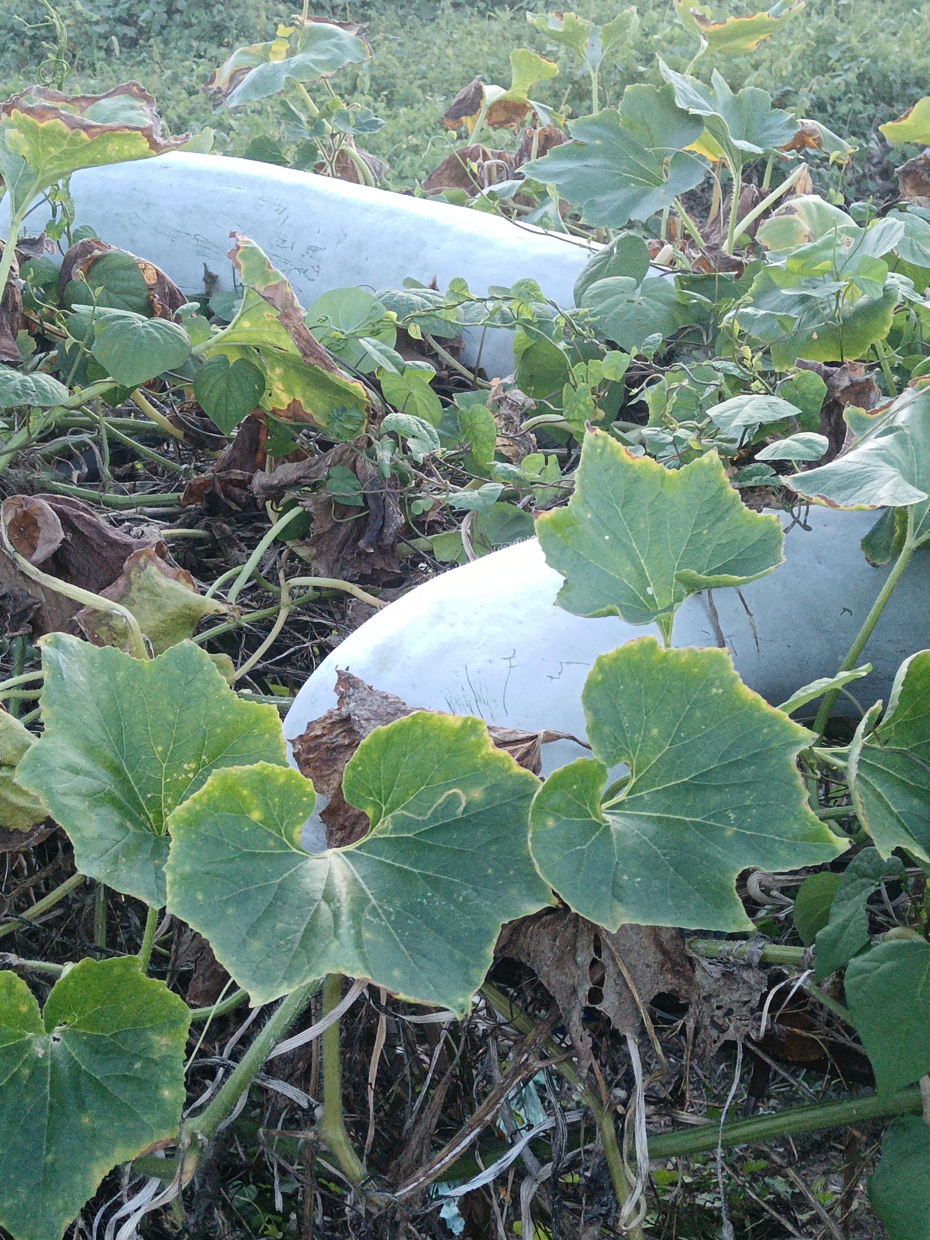 的想法: 我的田园生活我