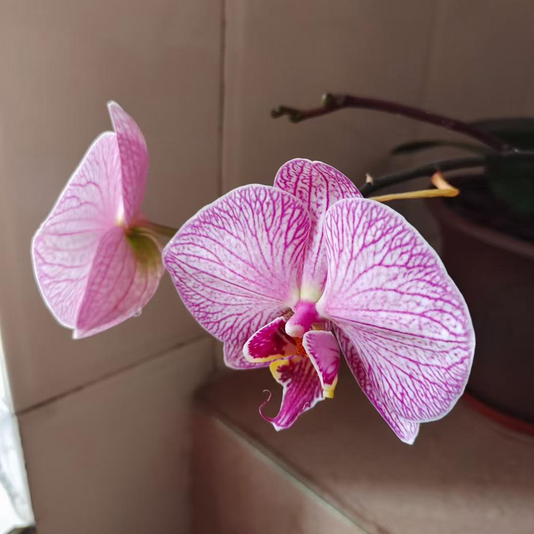 紫殷 的想法: 读明代薛网的《兰花》