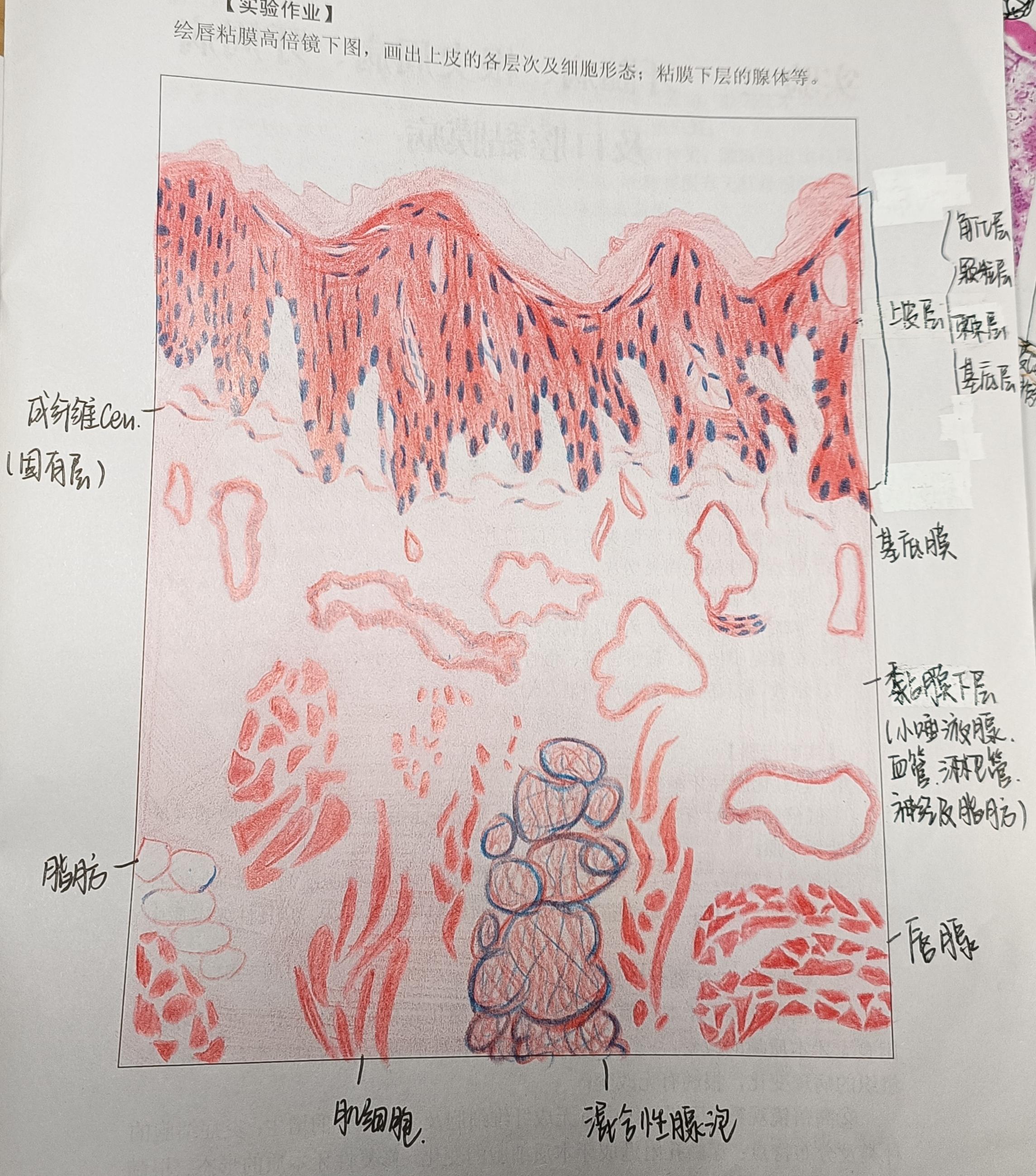 白喉红蓝铅笔手绘图图片