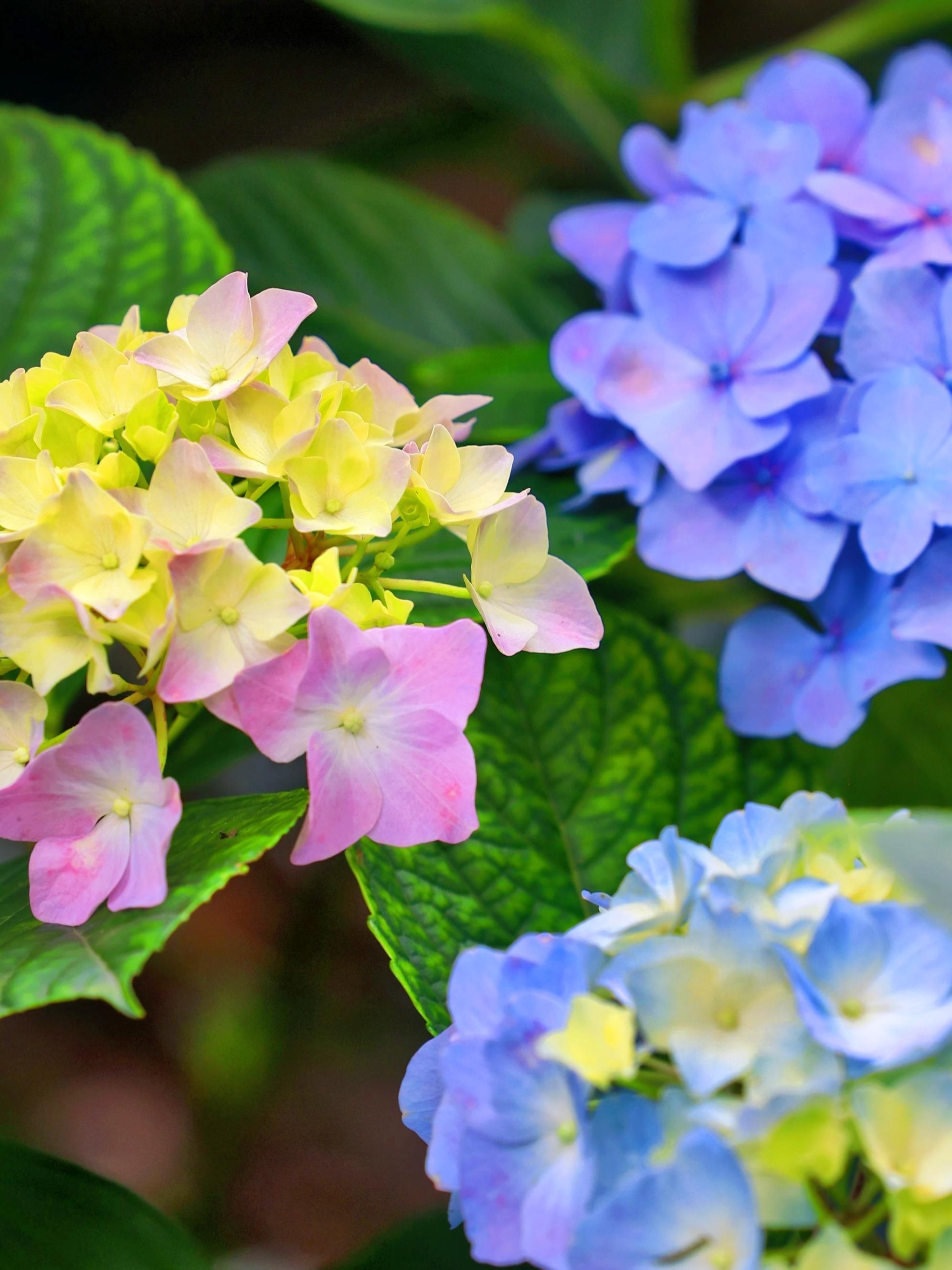 无违旅行 的想法: 大理苍山无尽夏