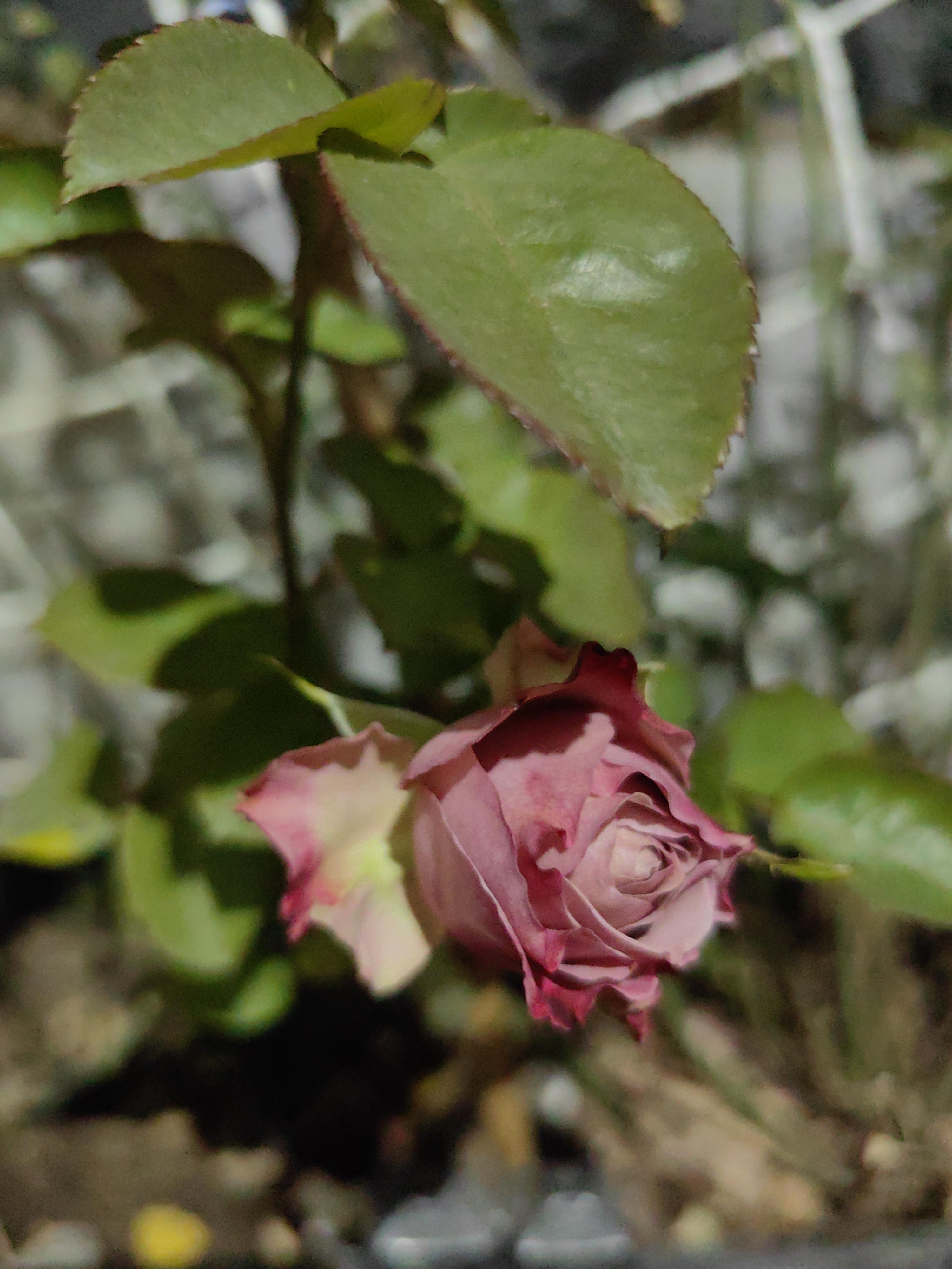 十五封 br>先生,深夜情绪会蔓延,人会越来越清醒 br>回忆一点点的过滤