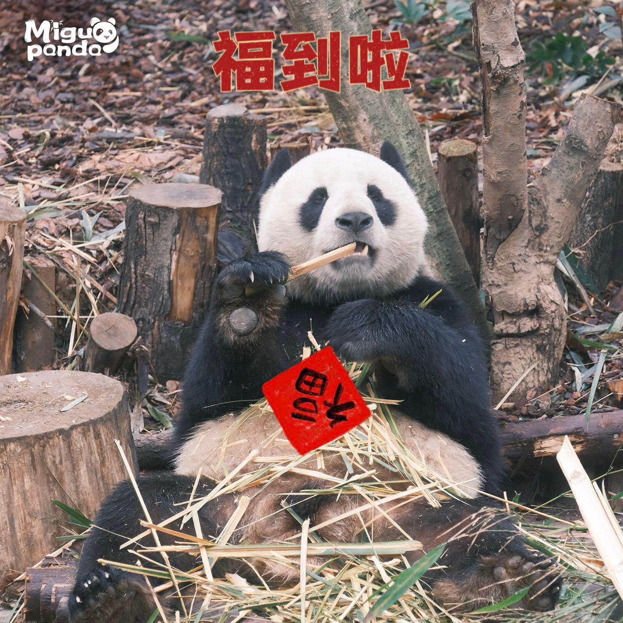 大熊猫表情包最新出炉】人手一只大熊猫有些难度,但人手一份大熊猫