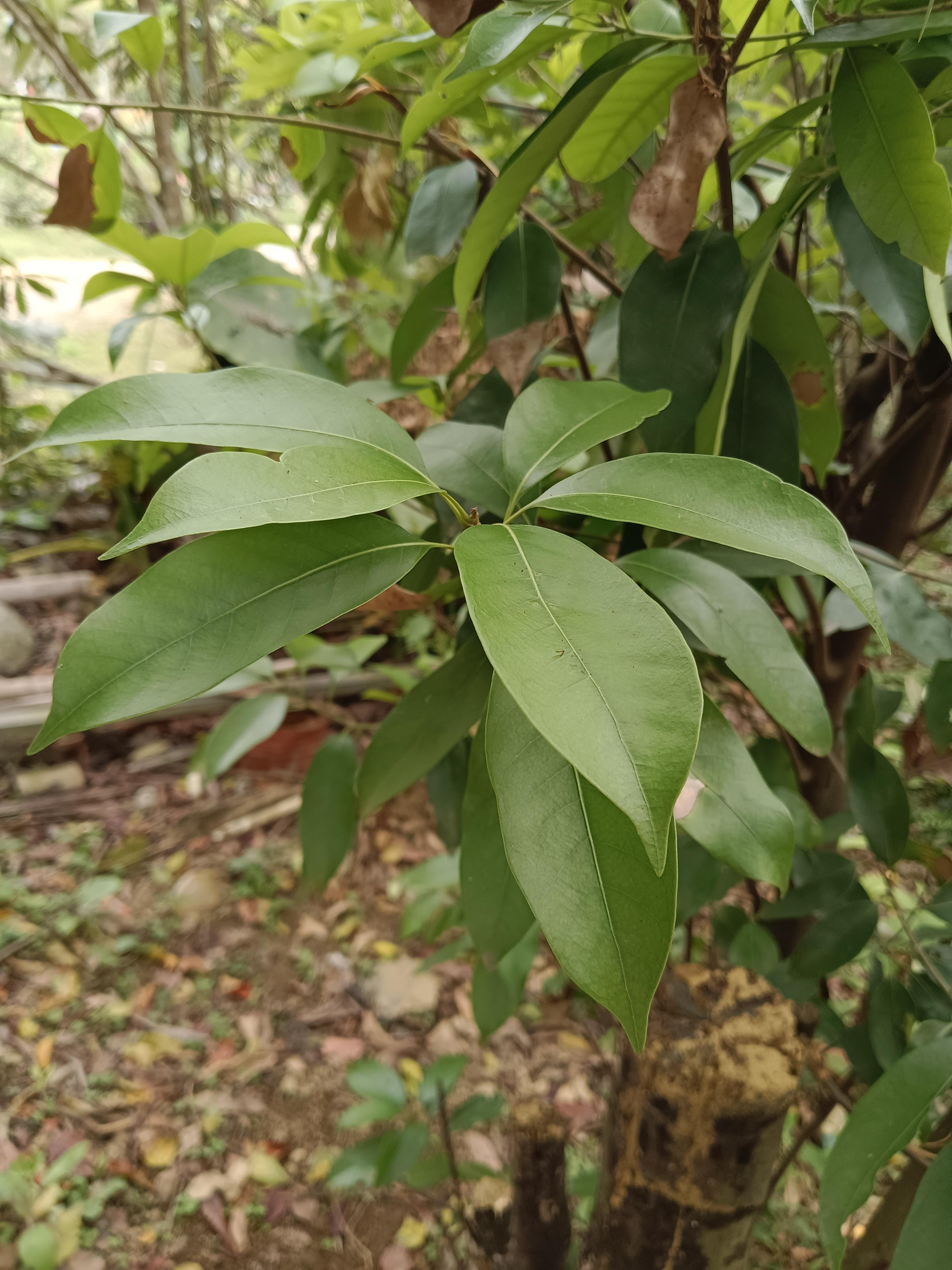 心愉学习园地 的想法: 罗浮山甜茶