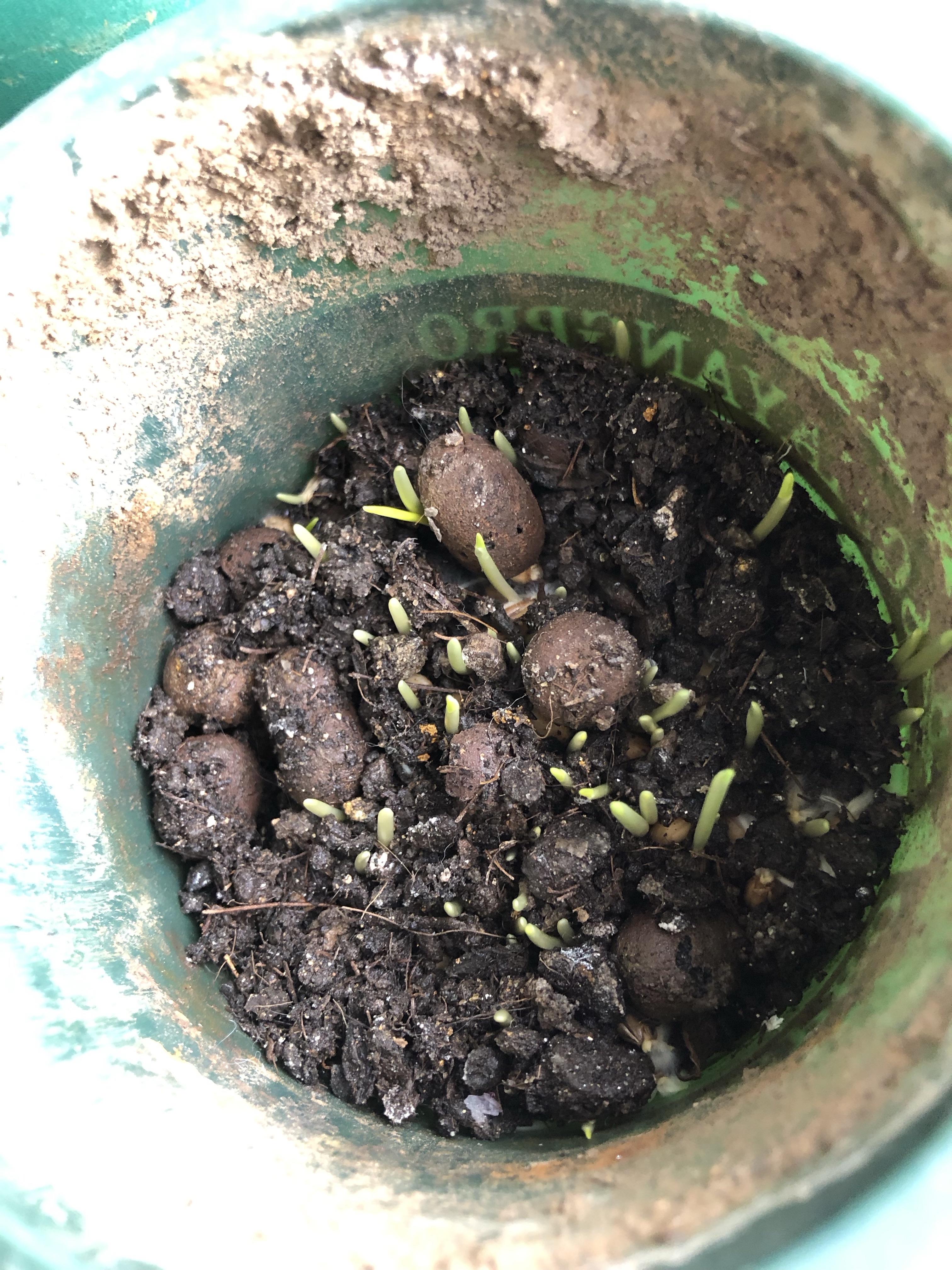 dearaugustine 的想法: 绿色食品 | 90年度照片:薄荷老桩 br>92