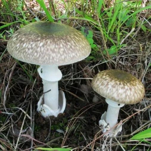王小王 的想法: 野生菌探秘447：袁氏鹅膏！ | •🍄瞧，这是西南地区一种可食的鹅膏菌。🍄其菌盖，初为扁半球，渐至平… - 知乎