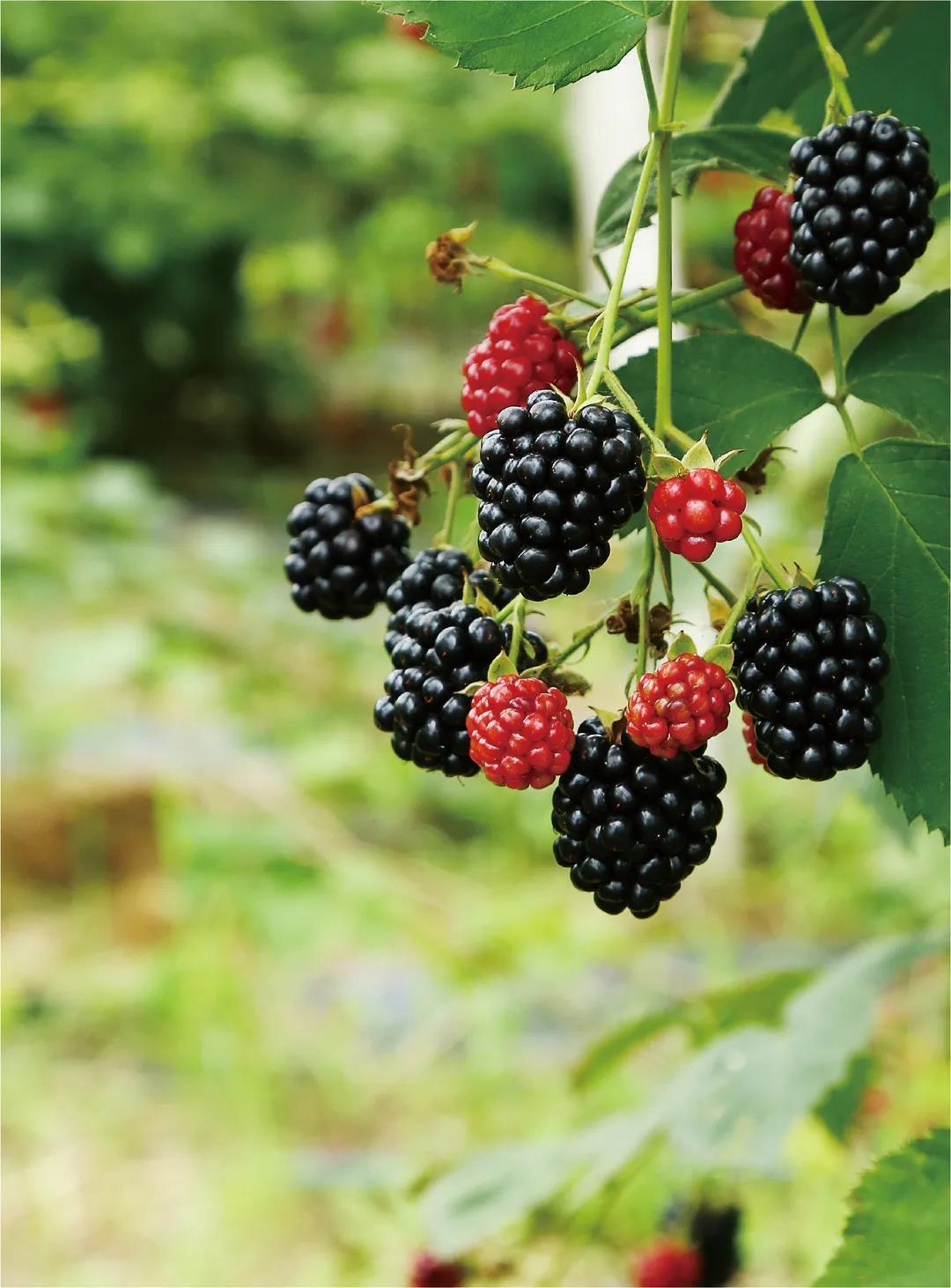 今天推荐南京的另外一款非常好吃的水果:白马黑莓,江苏省南京市洚水