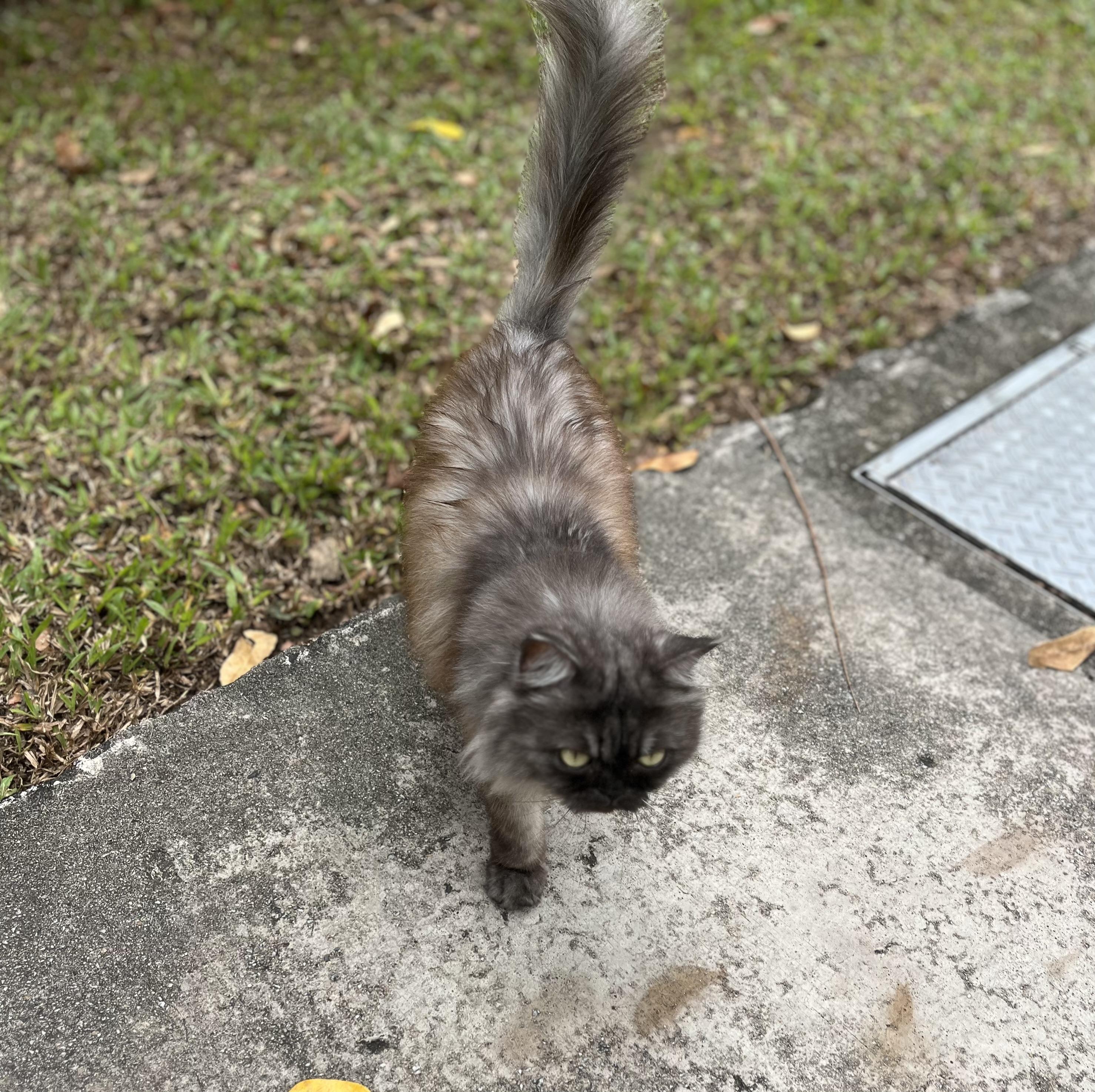 回家路上偶然邂逅一只全身炸毛的小黑猫儿,让