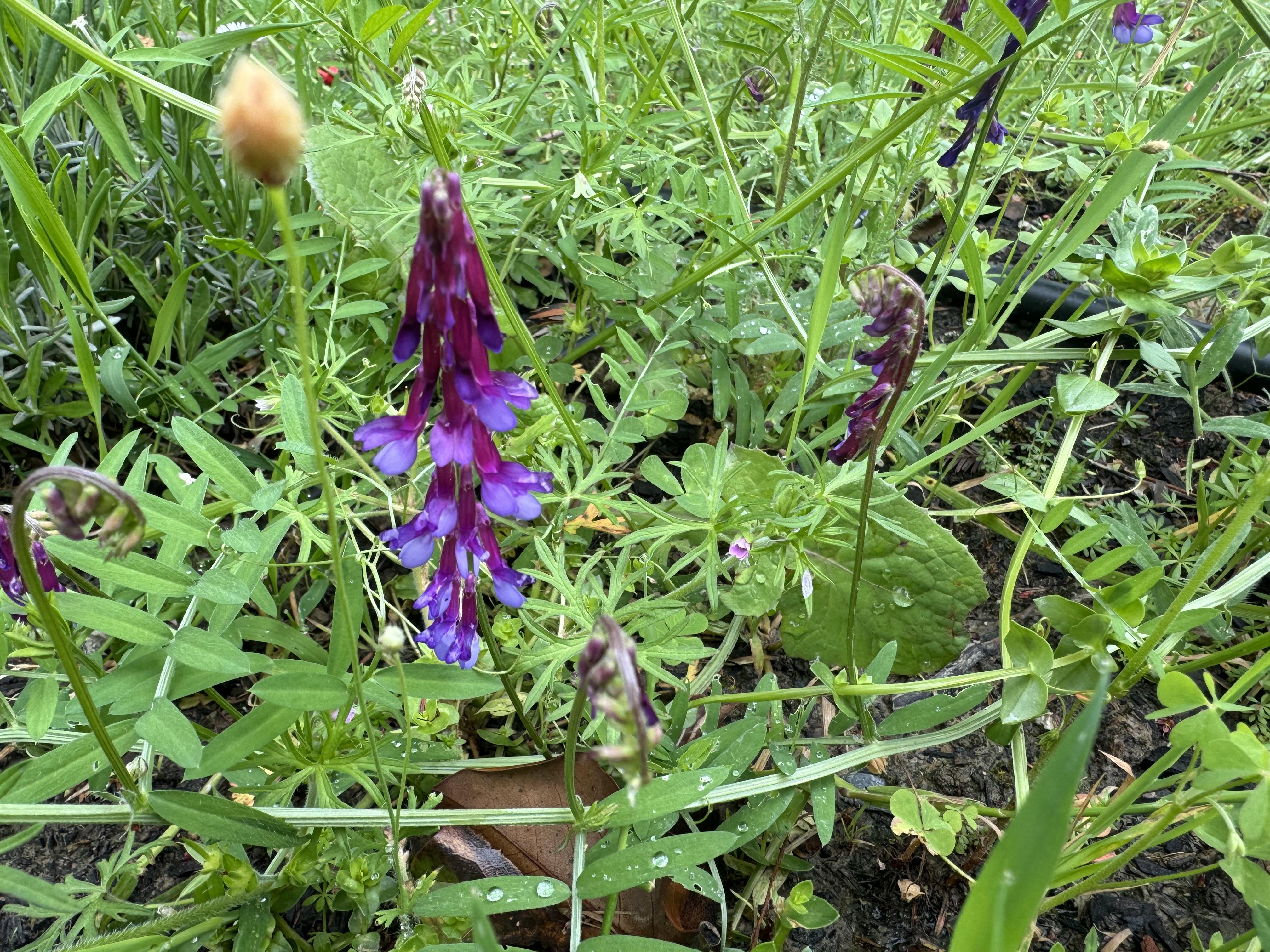 文刀耳日 的想法: 野花野草 | 92设备:iphone br>95参数:无 br>