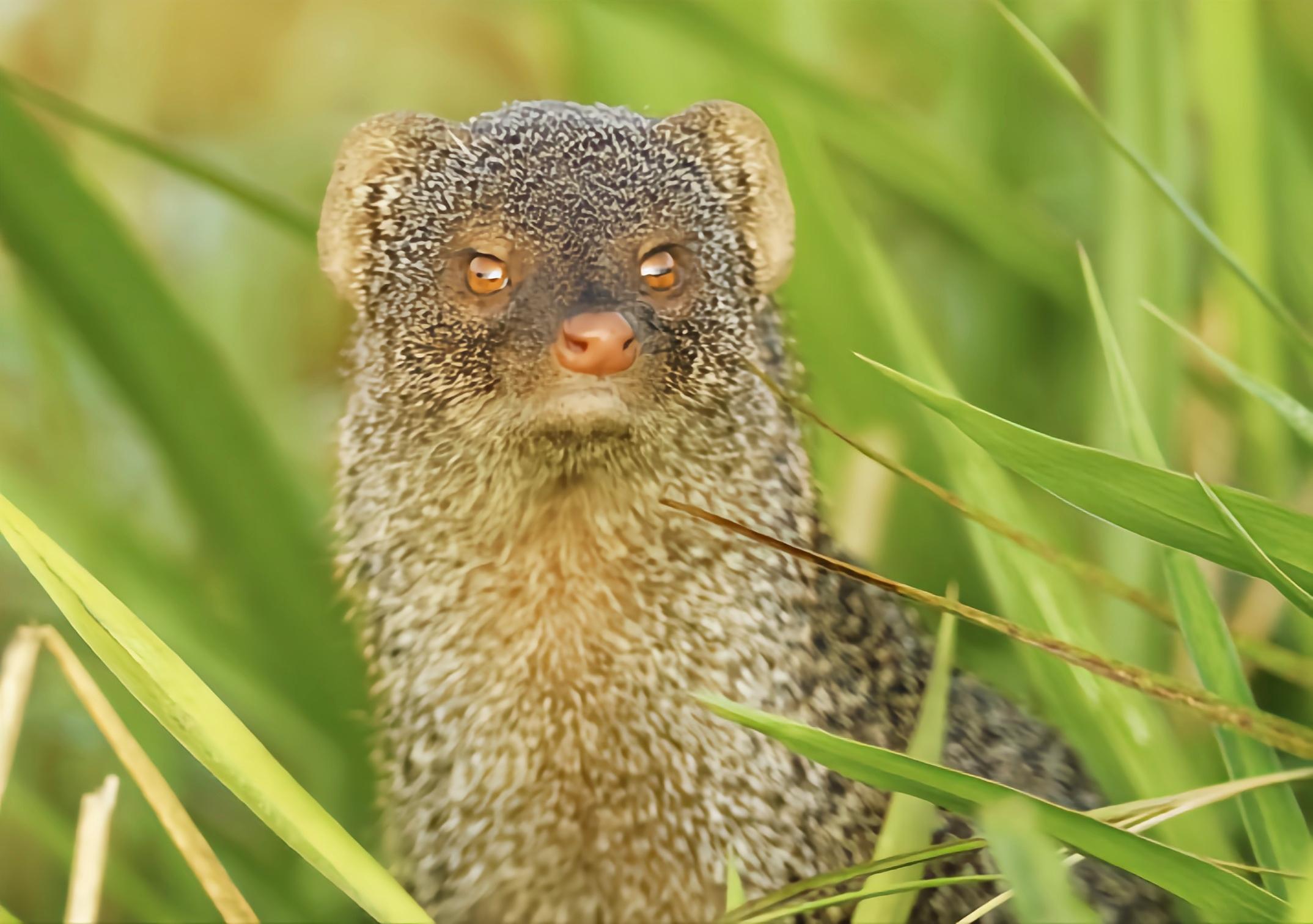 云安之城 的想法: 每天认识一种动物