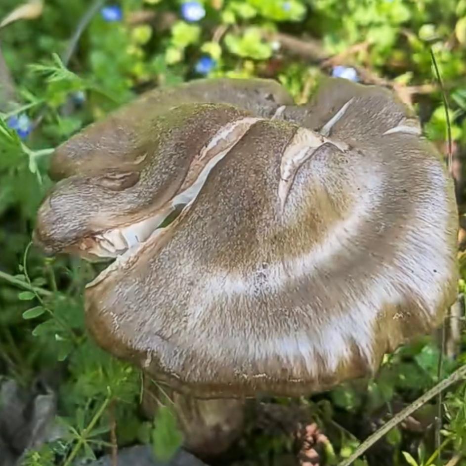 王小王 的想法: 野生菌探秘:梨树蘑!