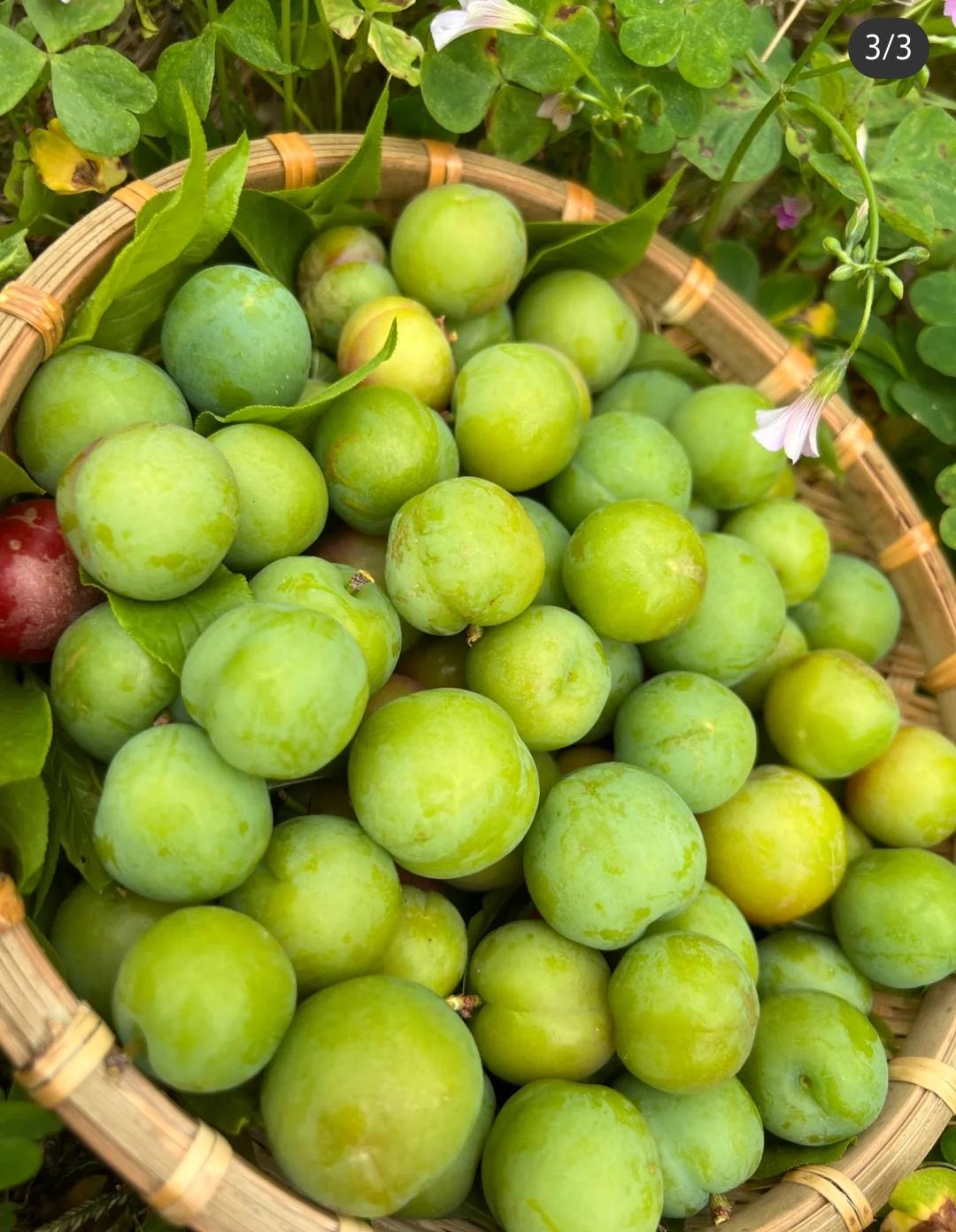 杨柳 的想法: 可爱的夹李子 | 李子上市啦! br>你会拍李子吗?