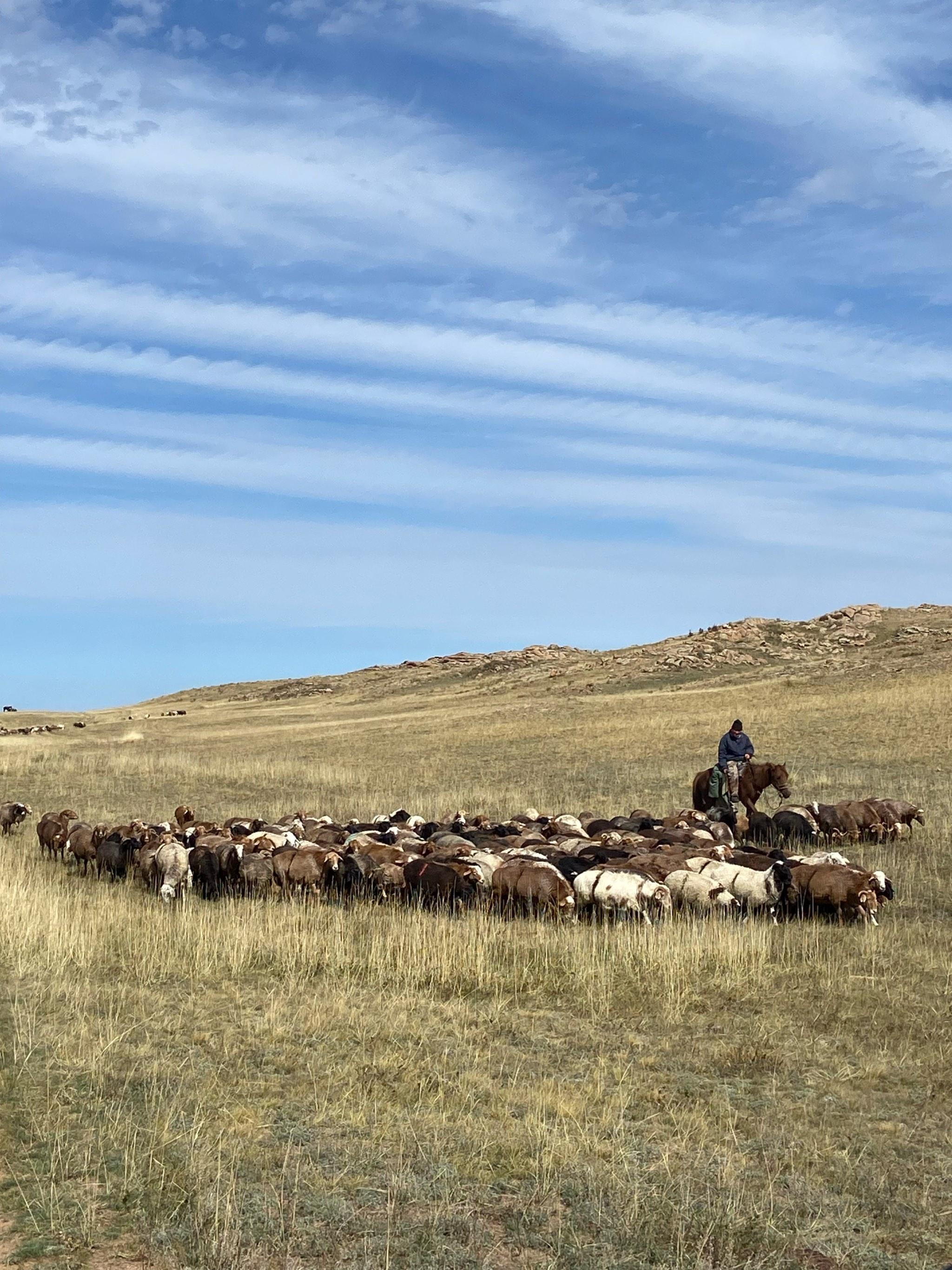 欧亚大陆的北方草原带才是游牧民族命中注