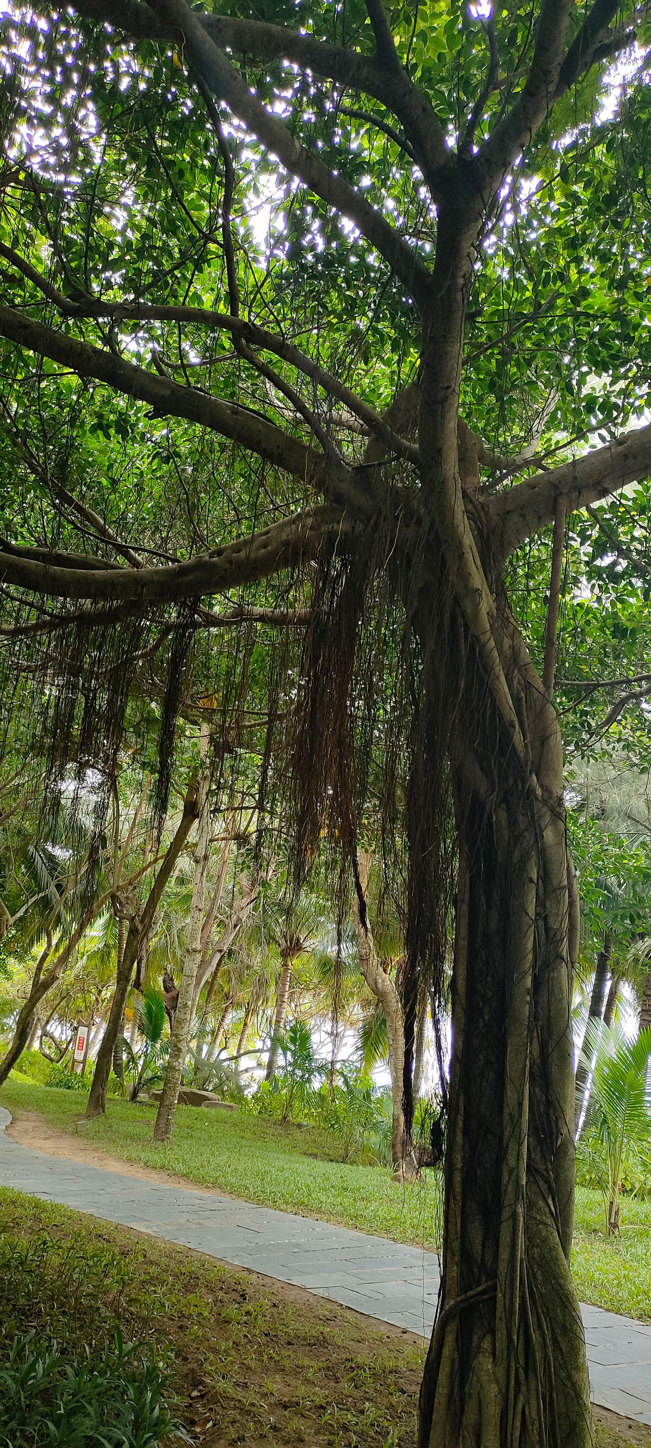 榕树的褐色垂须中增添了一些嫩白的须儿,枝丫间的绿芽儿也越来越多