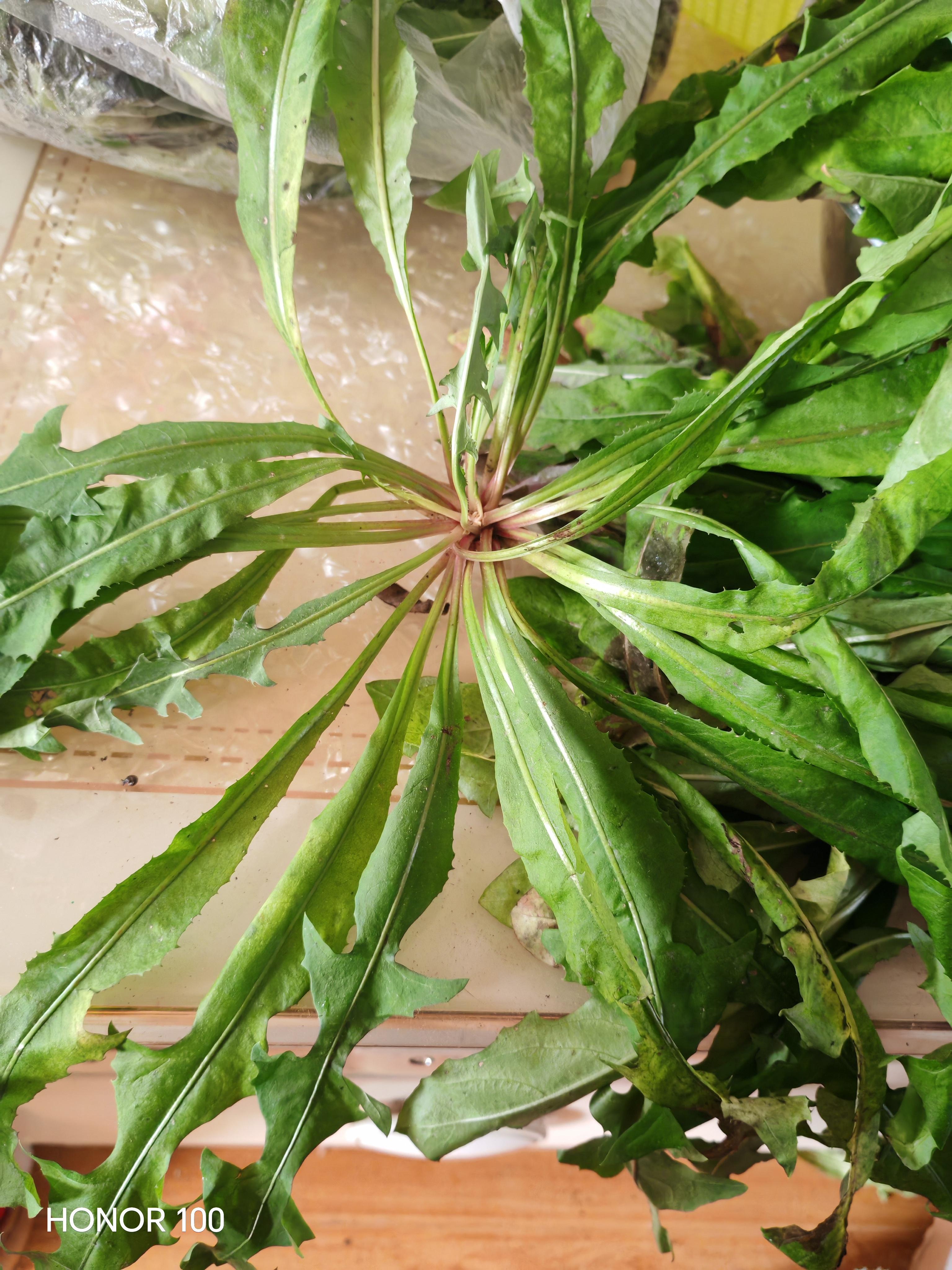 昨天老妈给我带了一大包蒲公英