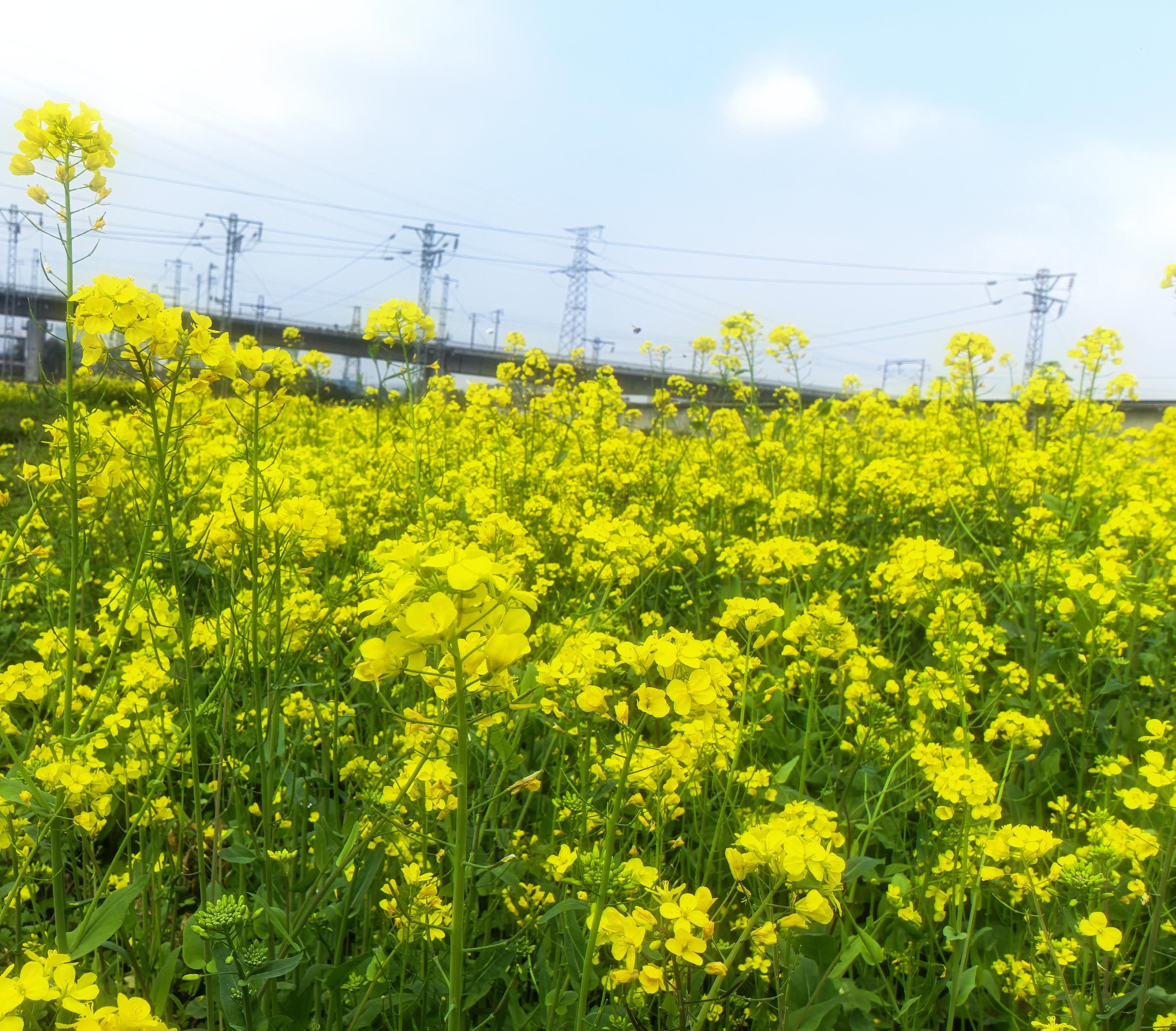 野生大眉毛 的想法: 春天带小狗也去看看油菜花吧!