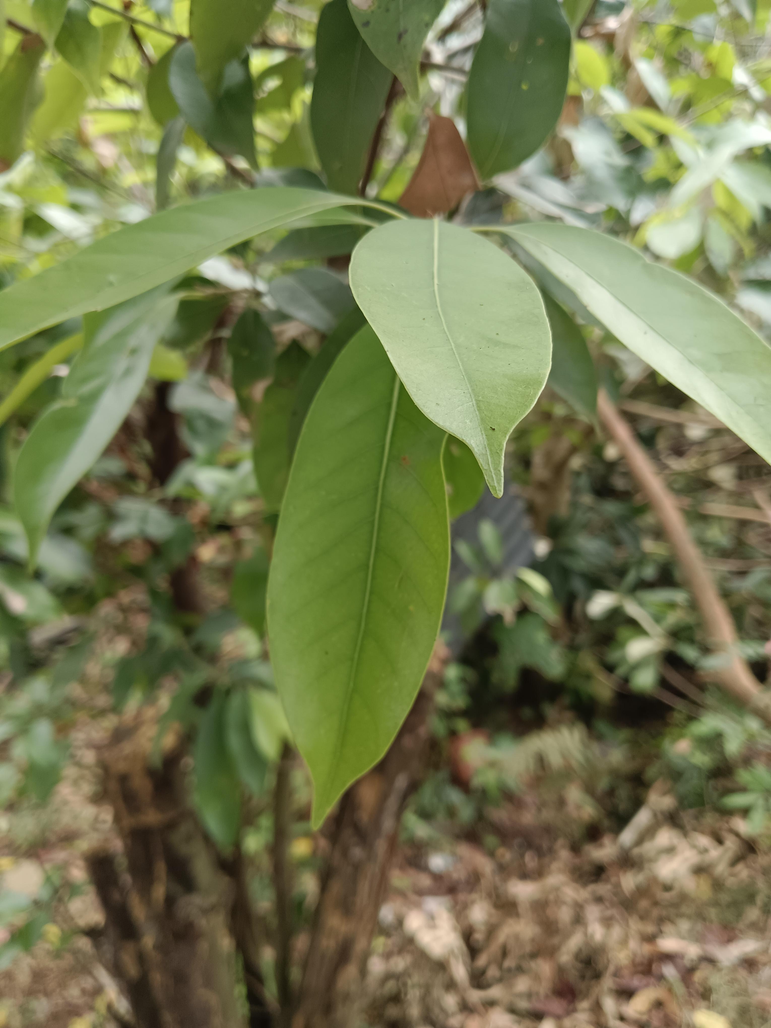 心愉学习园地 的想法: 罗浮山甜茶