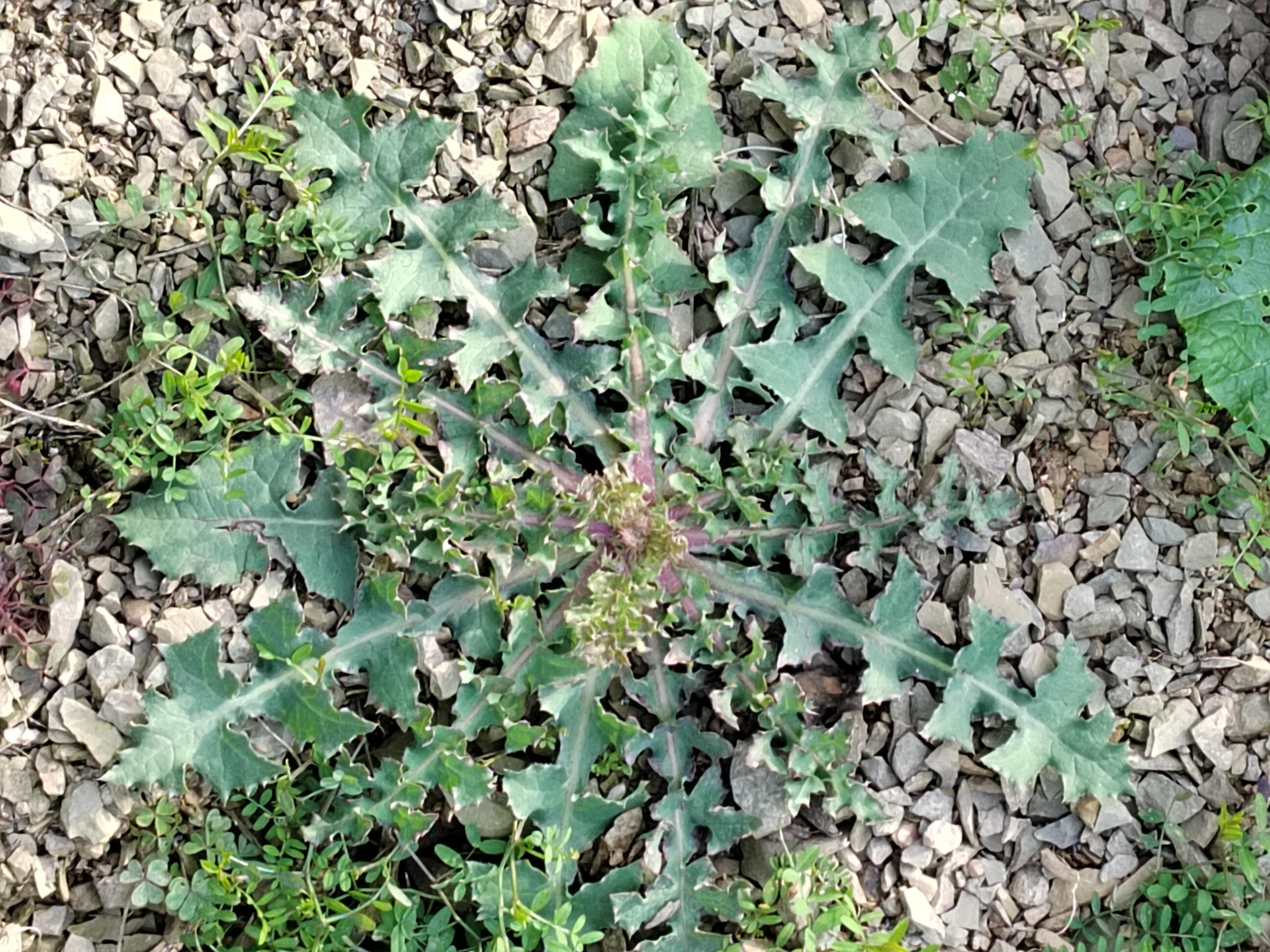 龚文登 的想法: 绿意盎然 | 99 分享宝藏壁纸:雪后依旧绿 br>95