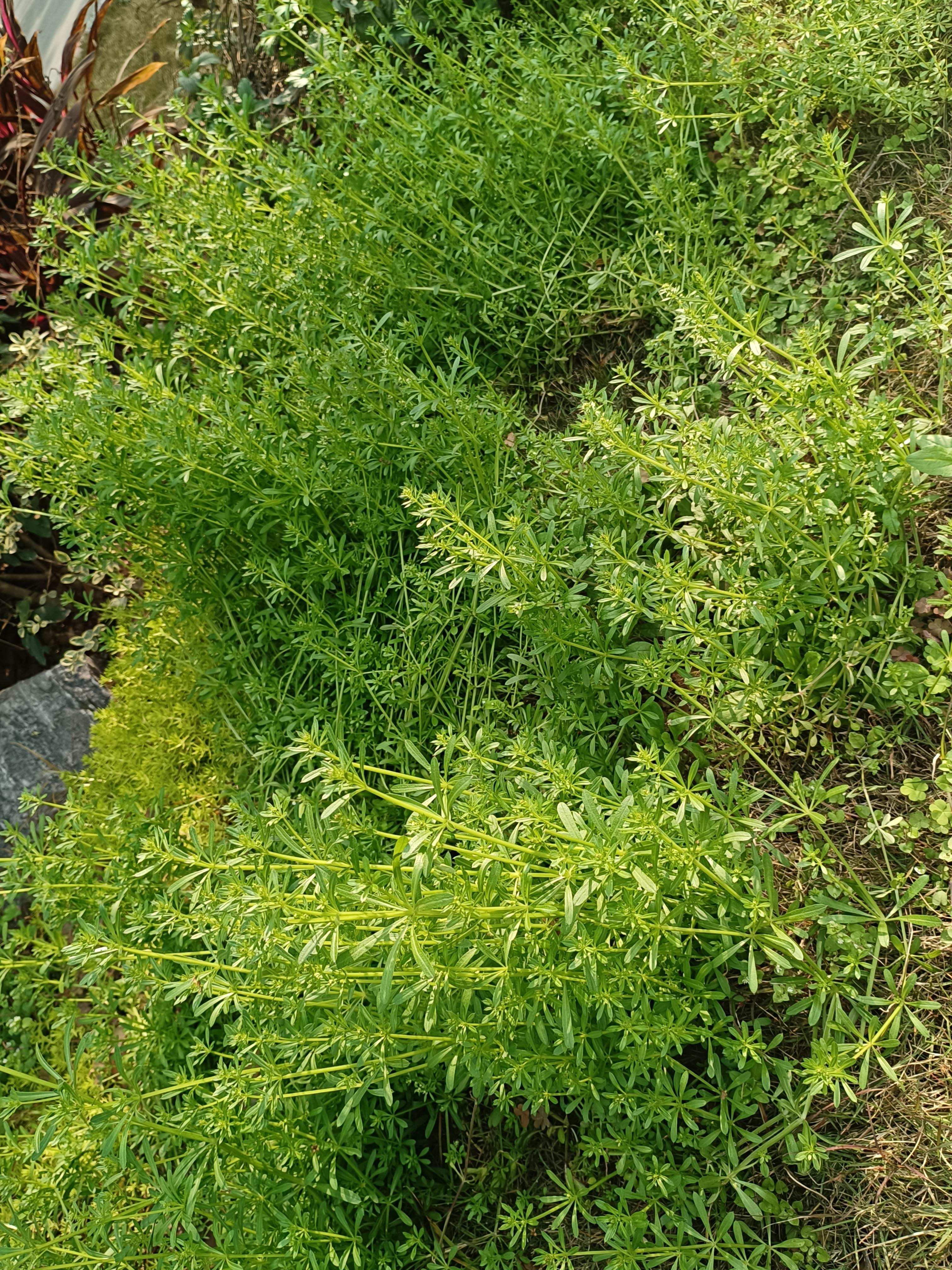 2 条评论默认最新胡同小巷我家在贵州毕节靠近云南地区,老家也有一种