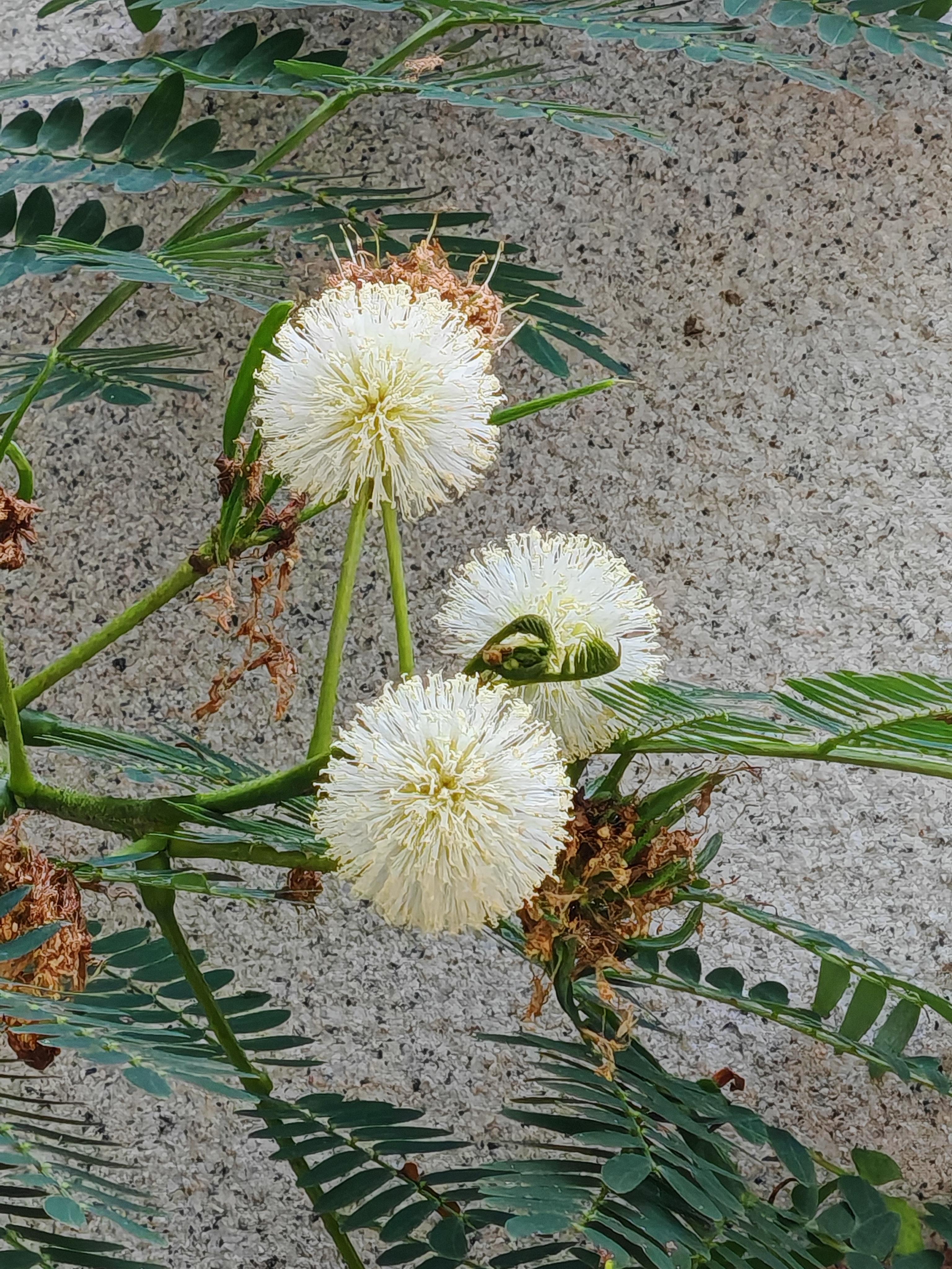 银合欢叫百合欢,叶似含羞草,花如白色锦绣团