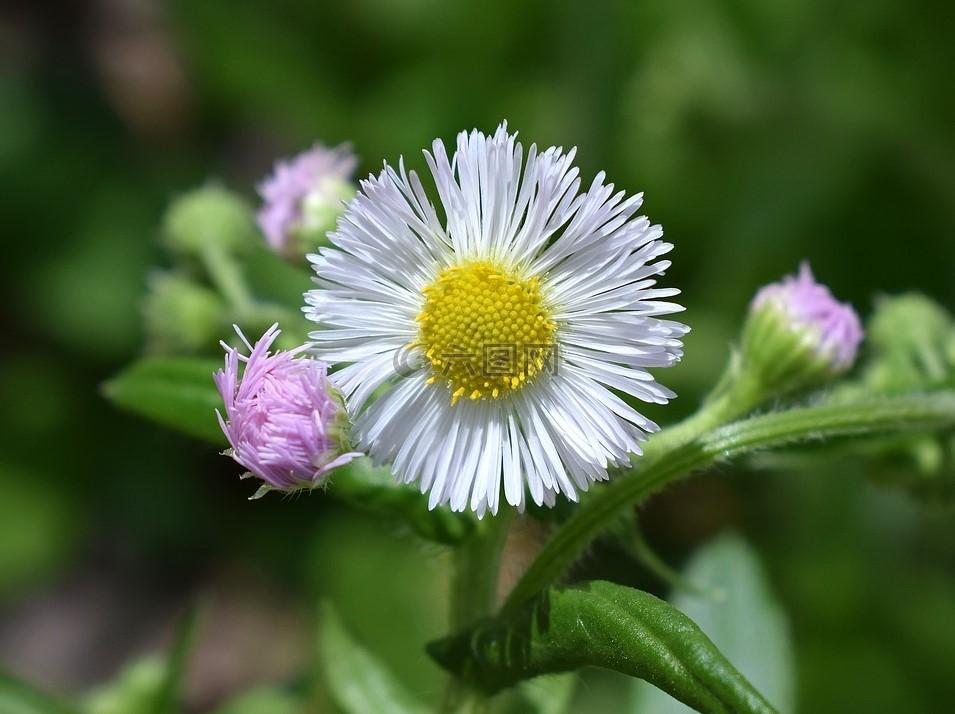 植物知乎 的想法: 灯盏花 | 灯盏花,别名灯盏菊,灯盏细辛,东菊等,主要