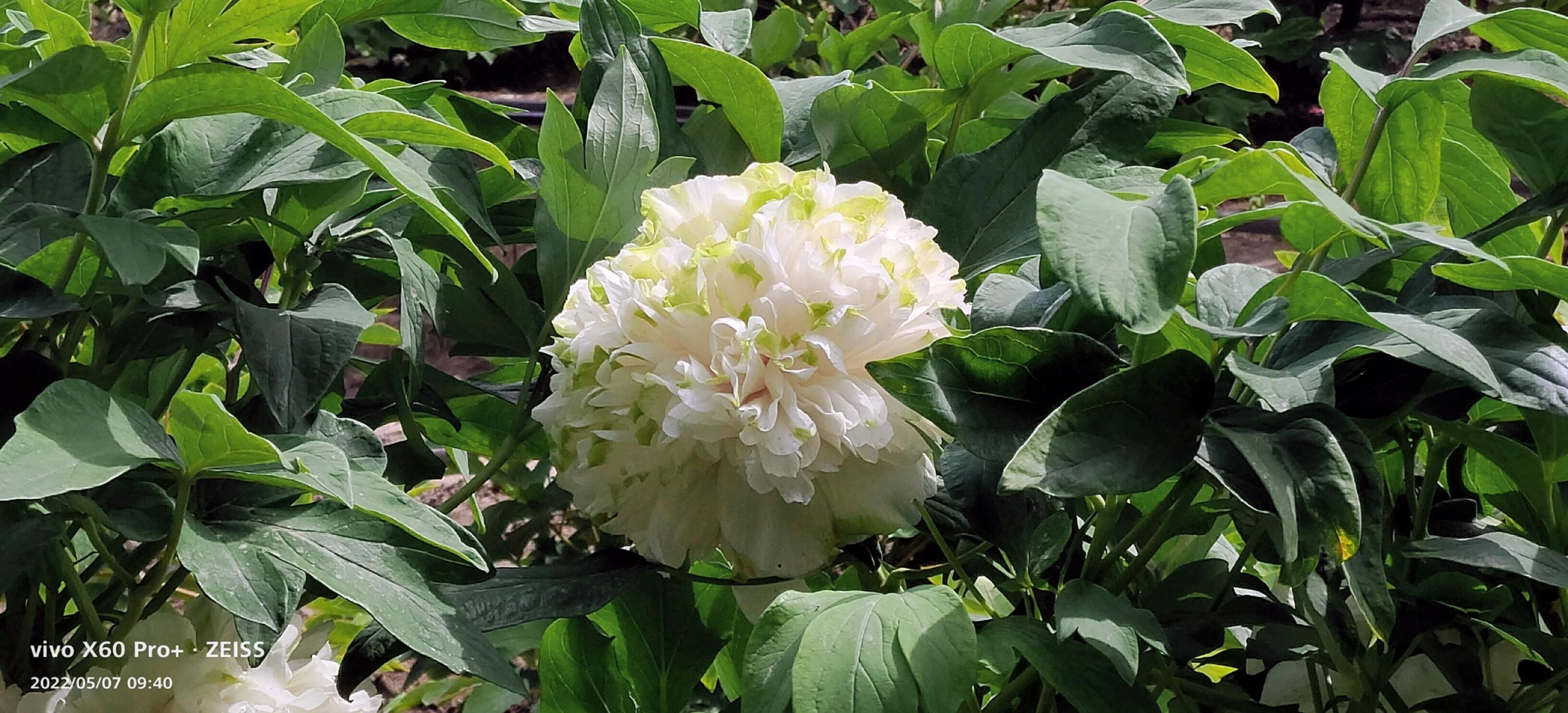 芍药今日价格