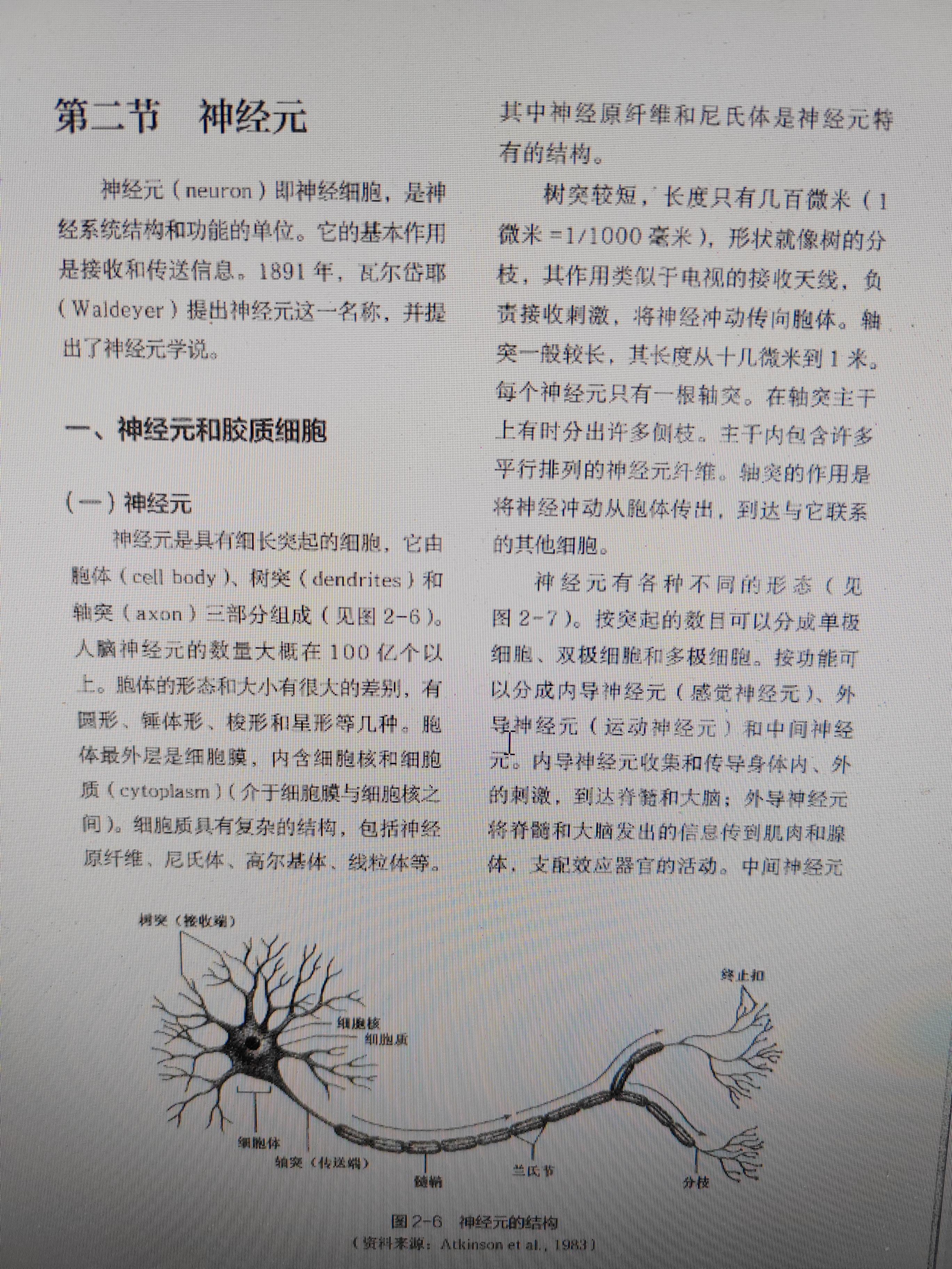 丁香 的想法: 普通心理学15 神经元和胶质细胞