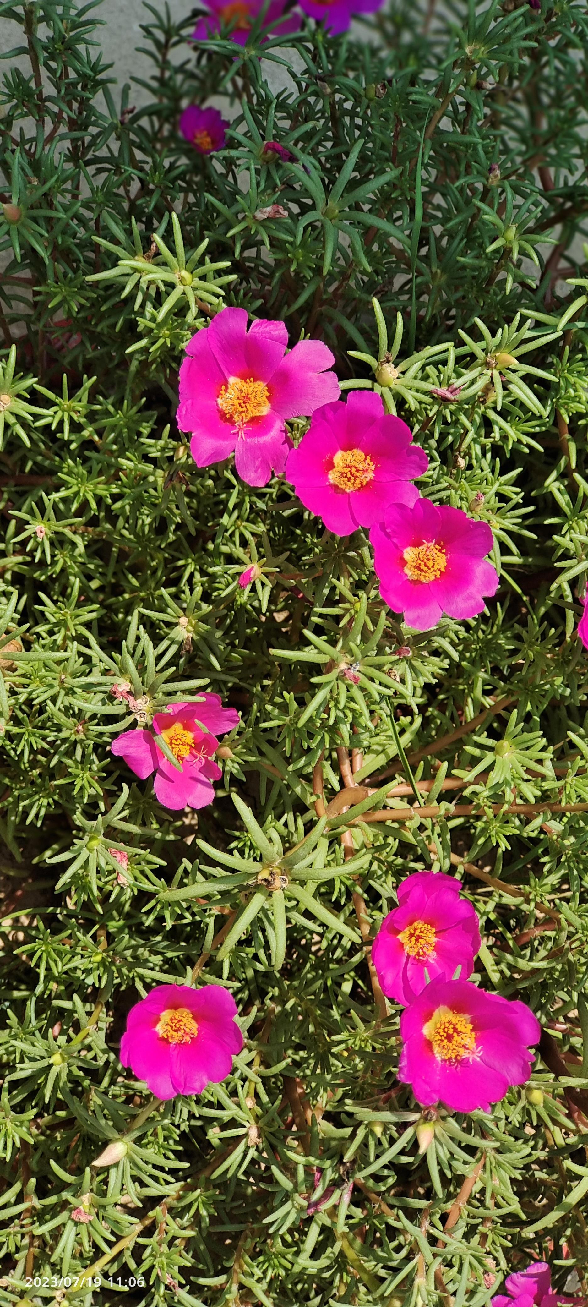 爱贝儿 的想法: 路边常见的太阳花在我家乡又叫做"死不了"