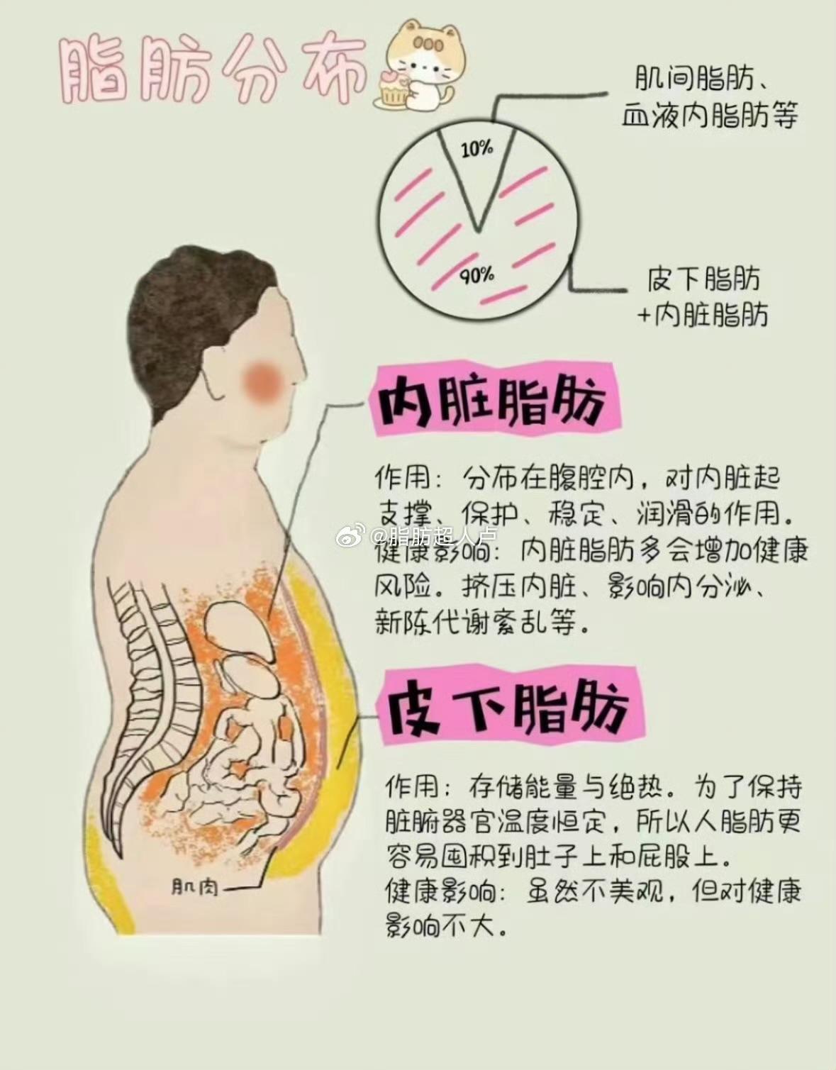 整形医生卢新蕾 的想法: 从解剖横切面理解皮下脂肪和内在脂肪