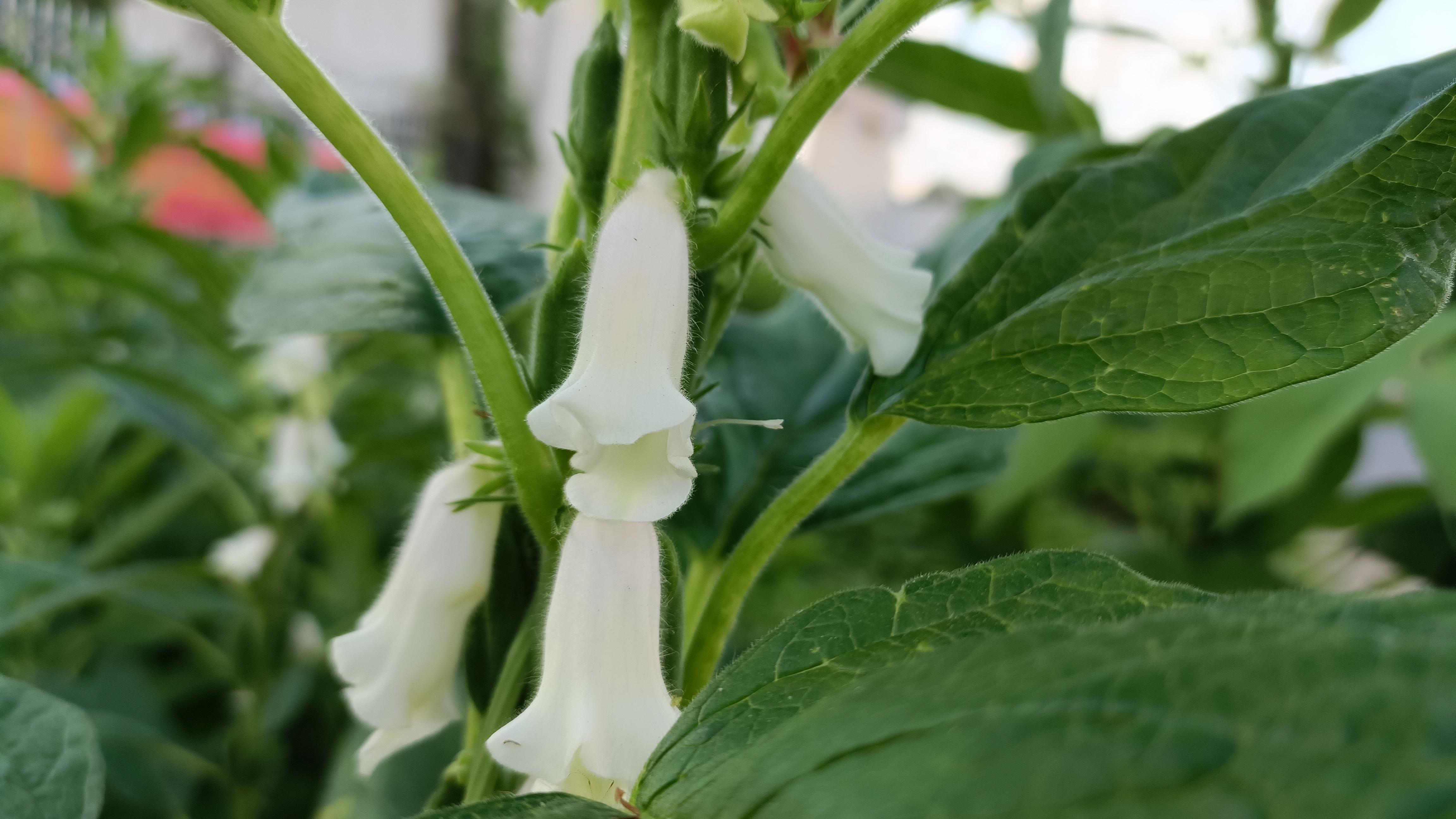 半夏半秋 的想法: 芝麻花,白白的小花像一个个长喇叭,静静地吹响了