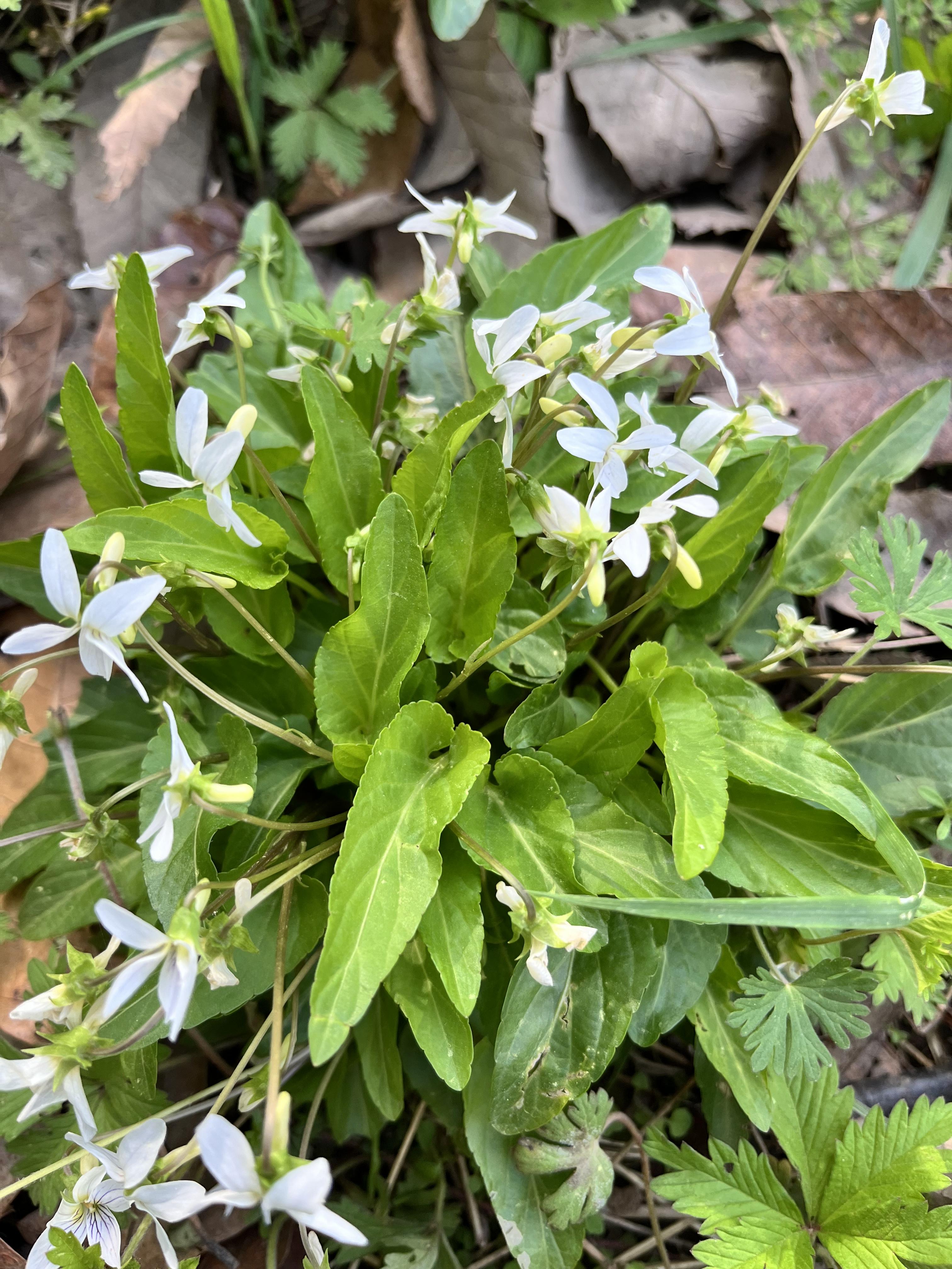 白花地丁功效图片