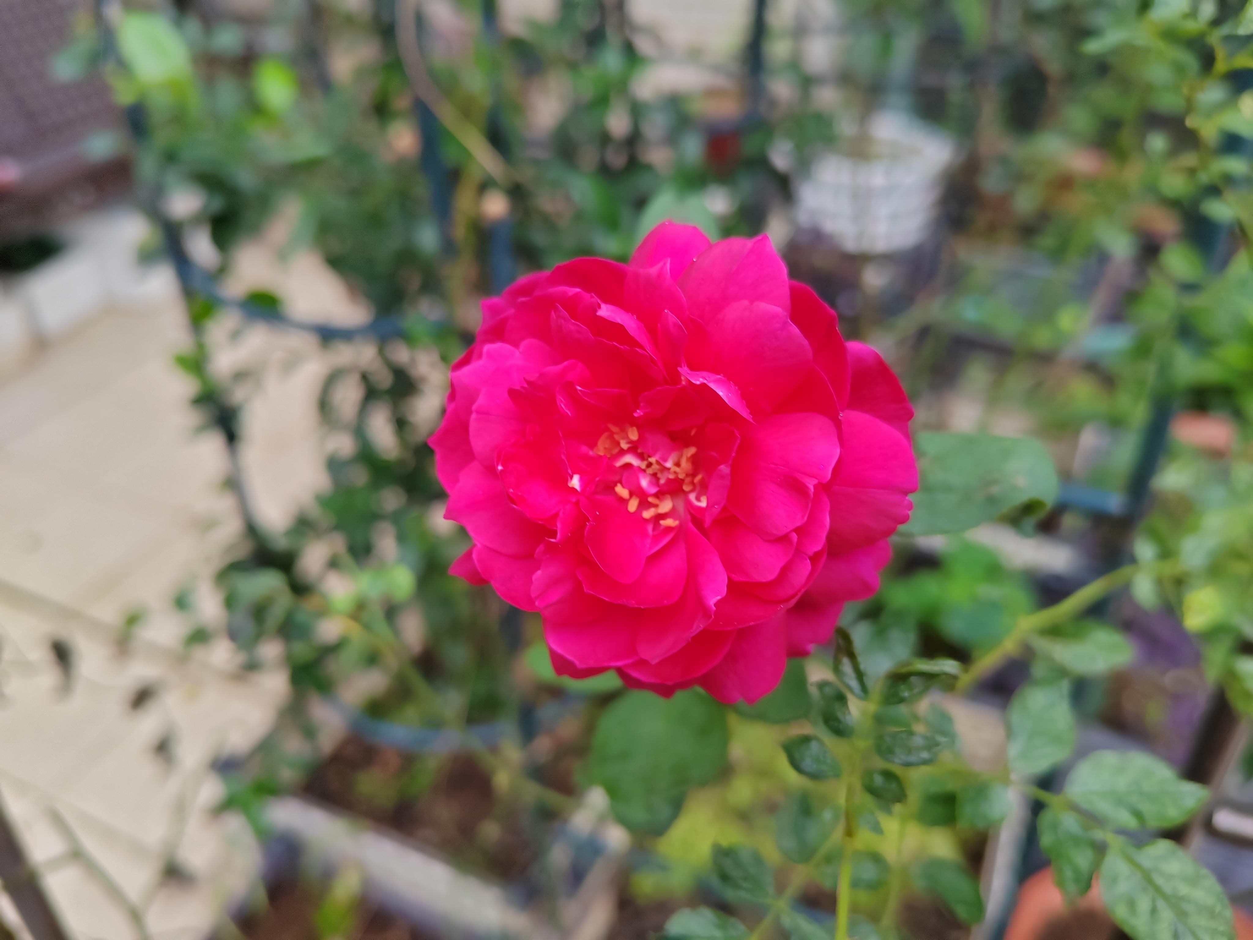 简在我心 的想法: 红龙与秋日胭脂 | 月季说是四级开花,实际上基本上