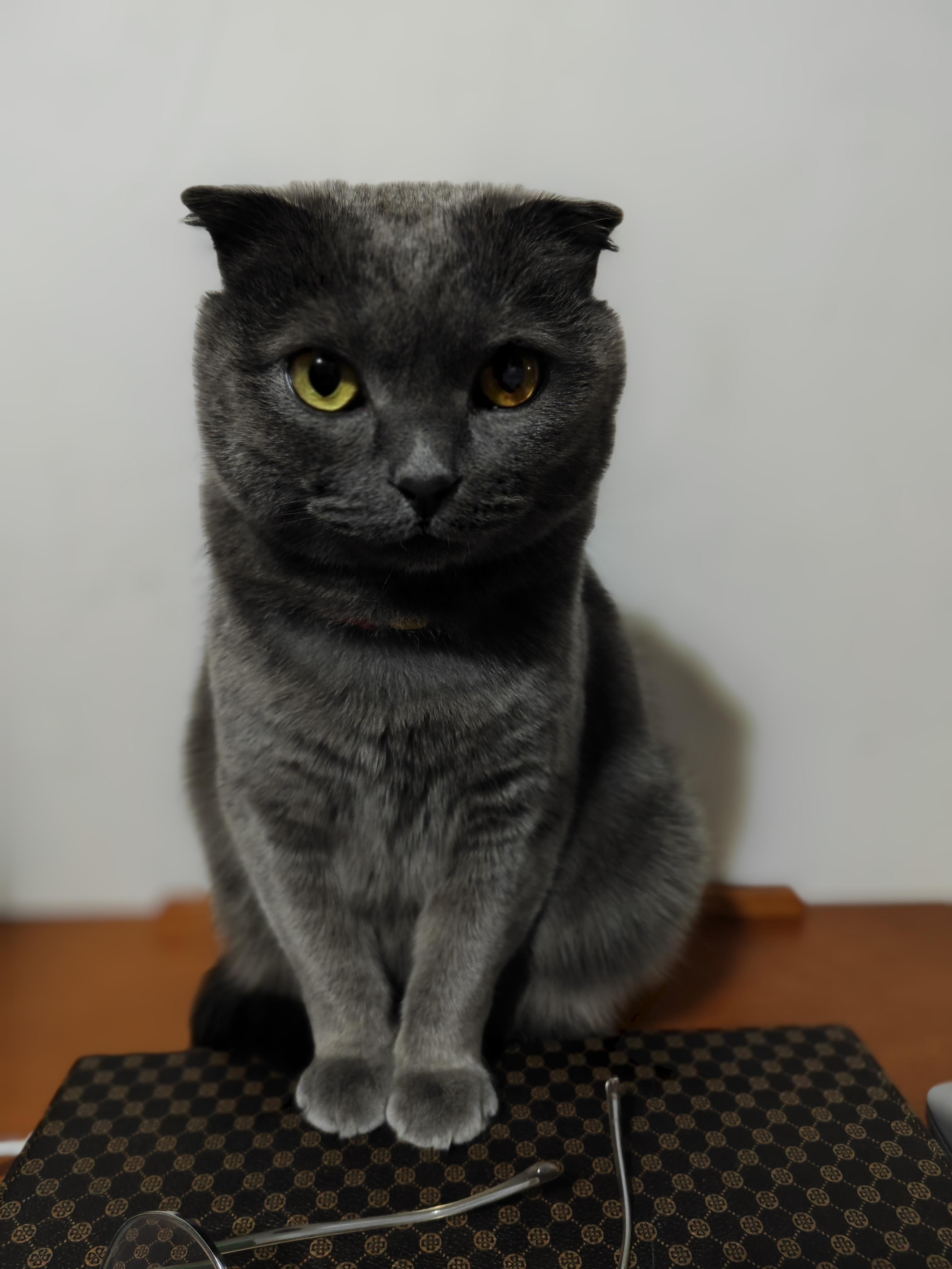 小叶菜刀 的想法: 猫的心眼子 | 蓝猫朱仔仔,连着两个晚上打翻了杯子。早上去看它的时候,车库一地是水,PVC的地垫被泡湿了… - 知乎