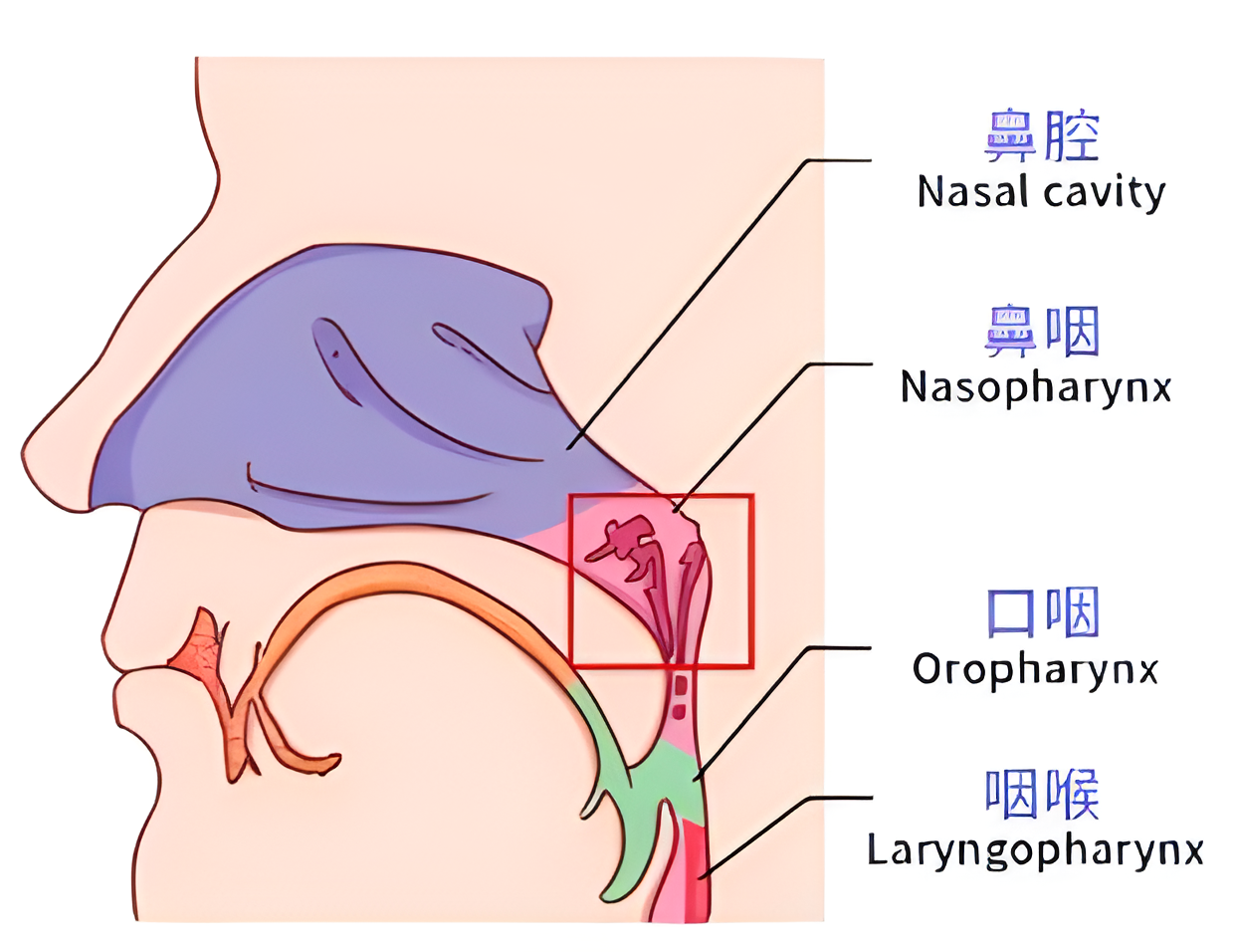 鼻咽腔在呼吸道的最上端