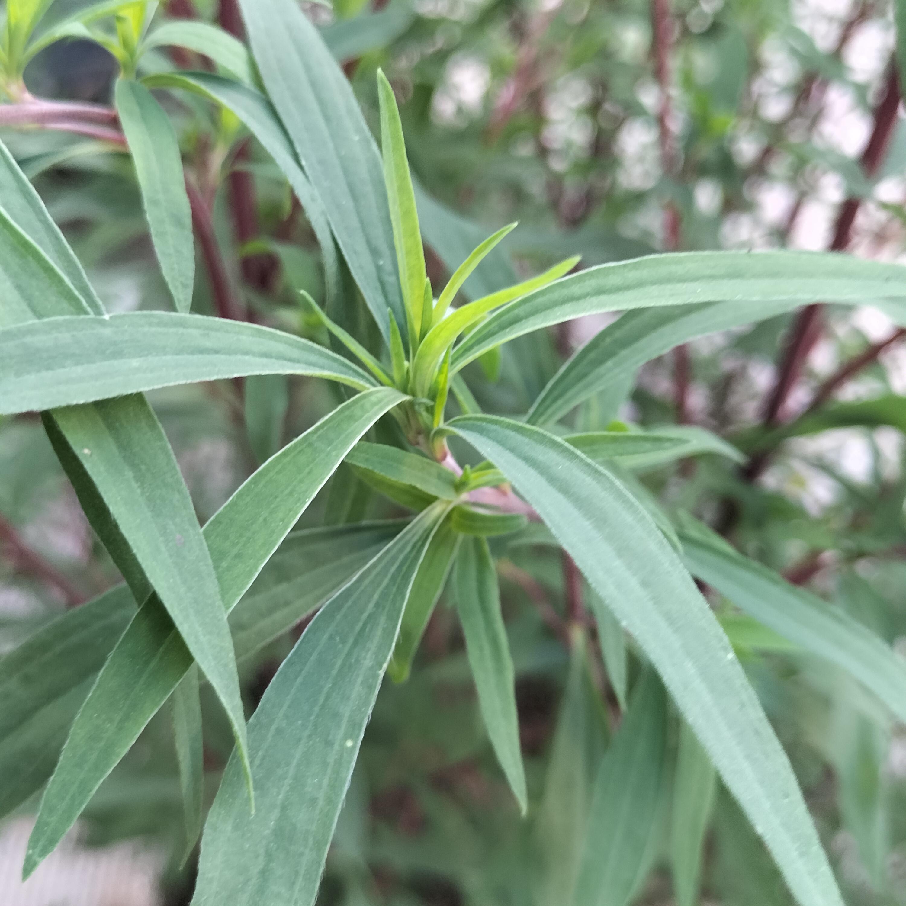 云朵家居生活馆 的想法: 扫帚菜