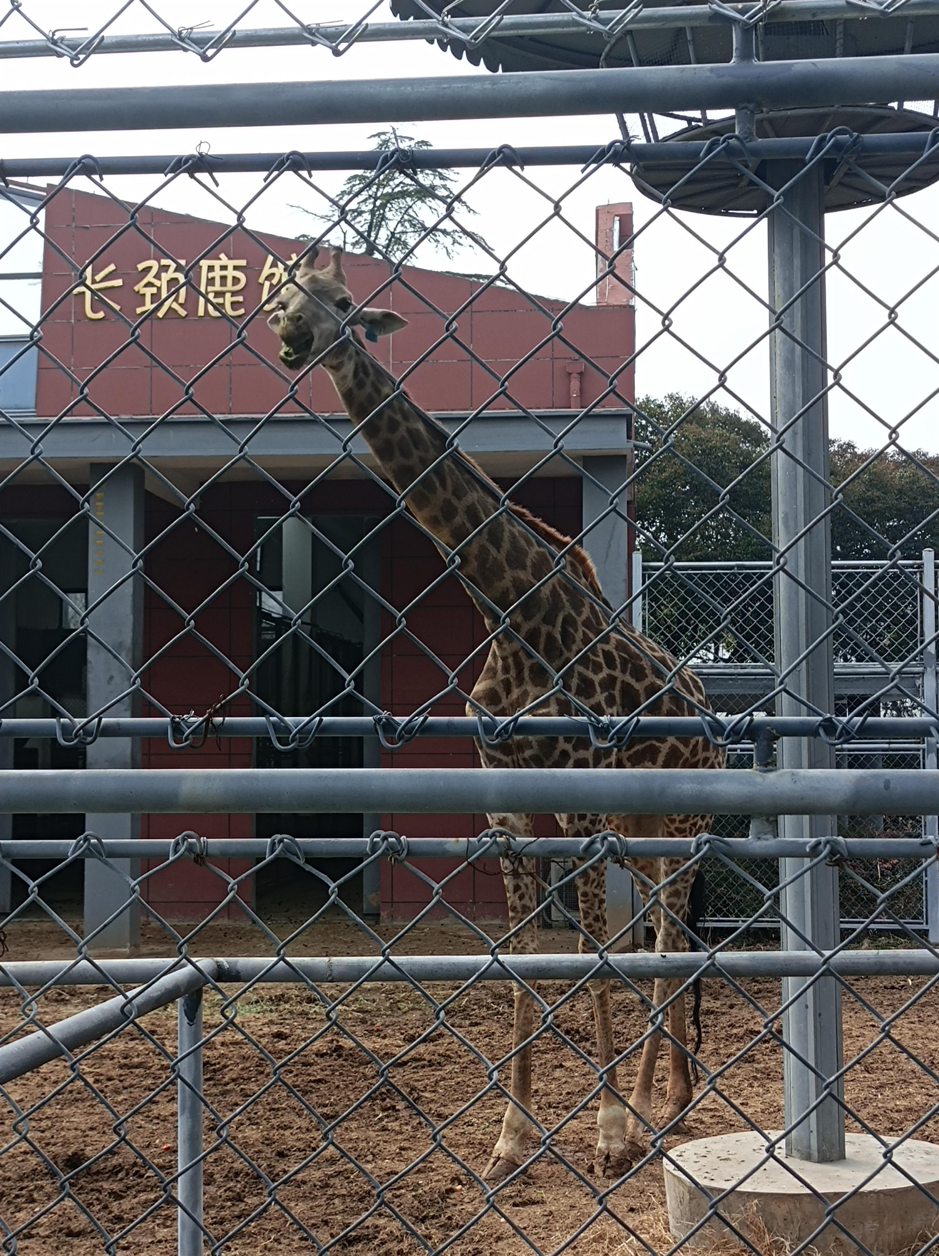 江苏最大的动物园图片