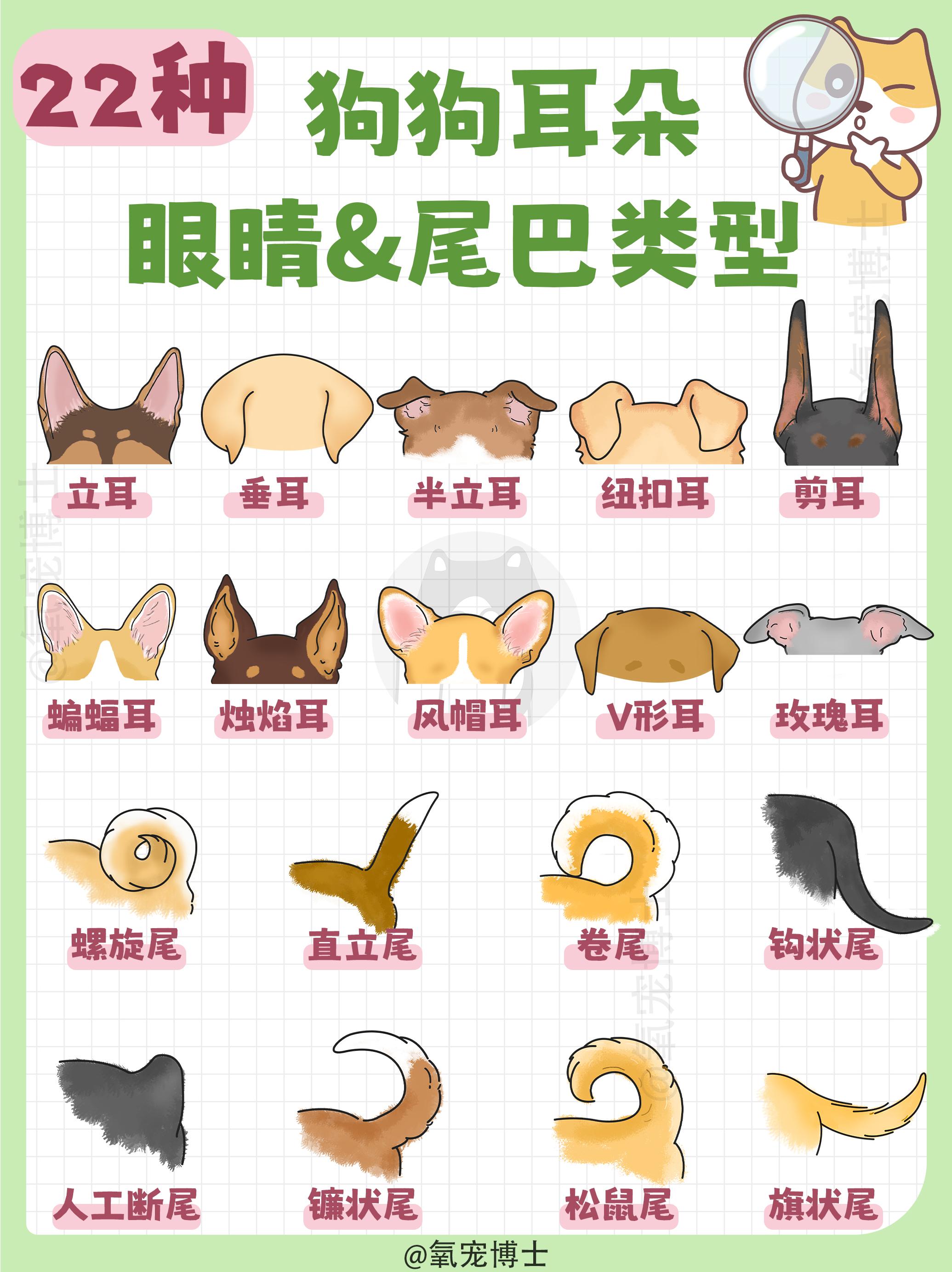 氧宠博士 的想法: 养狗进|22种狗狗耳朵眼睛尾巴类型归纳90 | 06