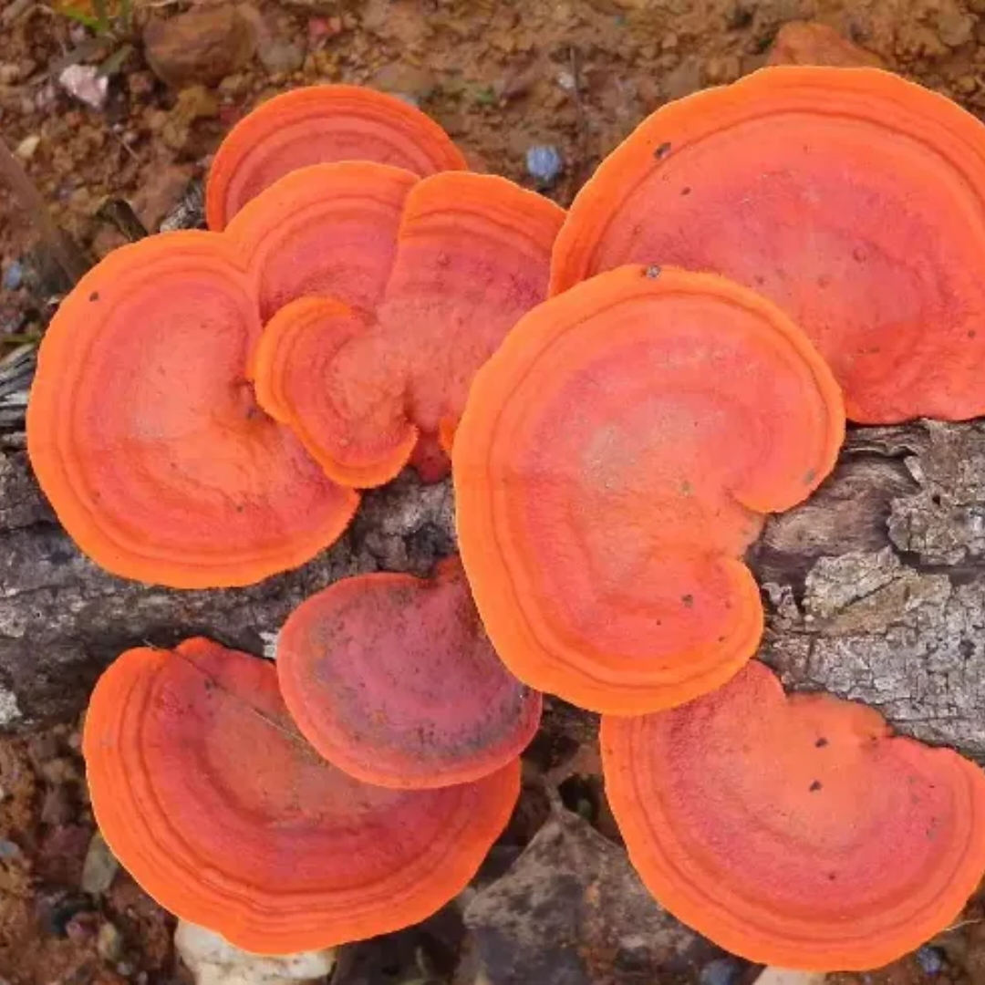 🍄其实,它就是小王昨天分享的朱红