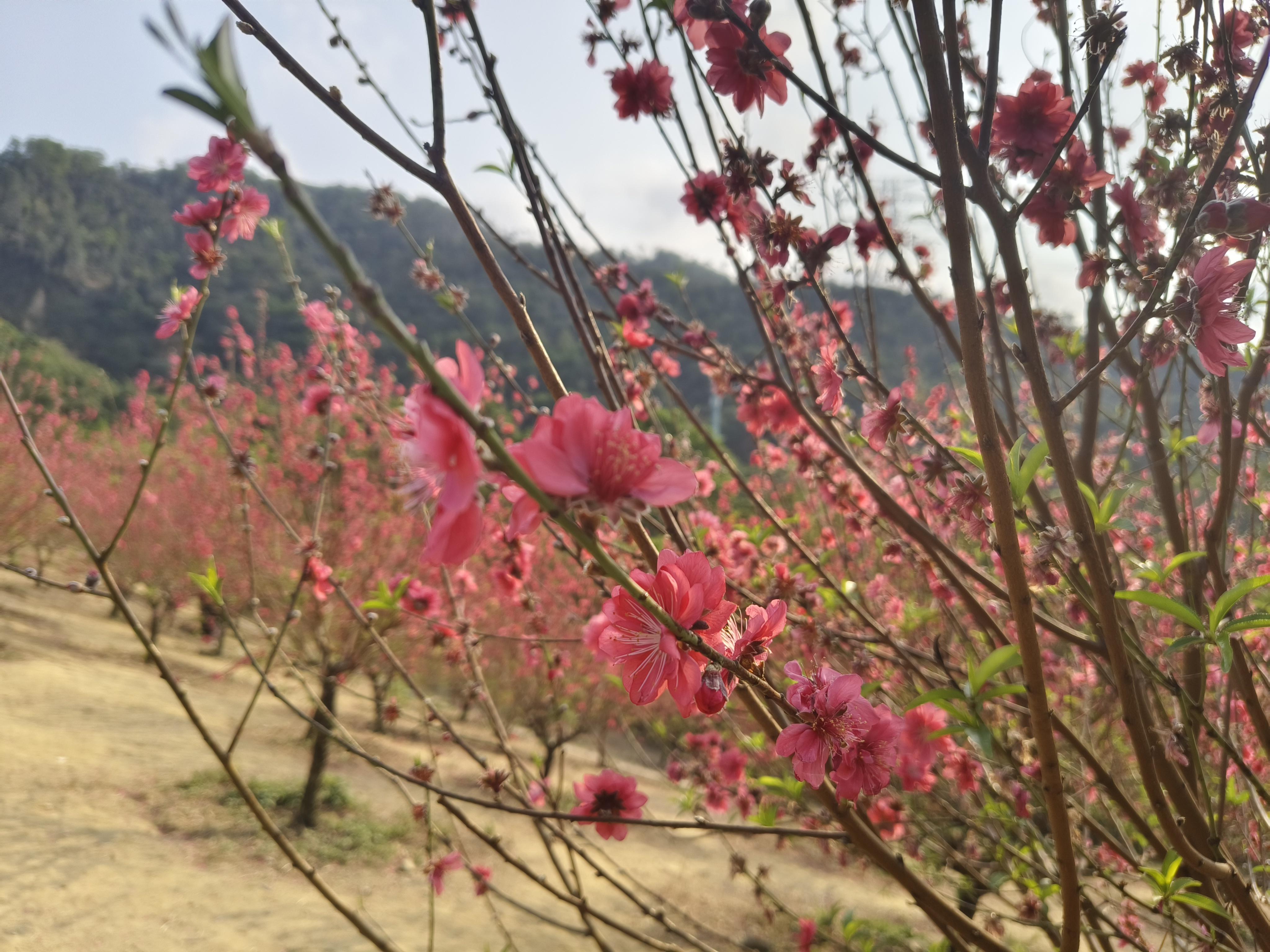 的想法  桃花林