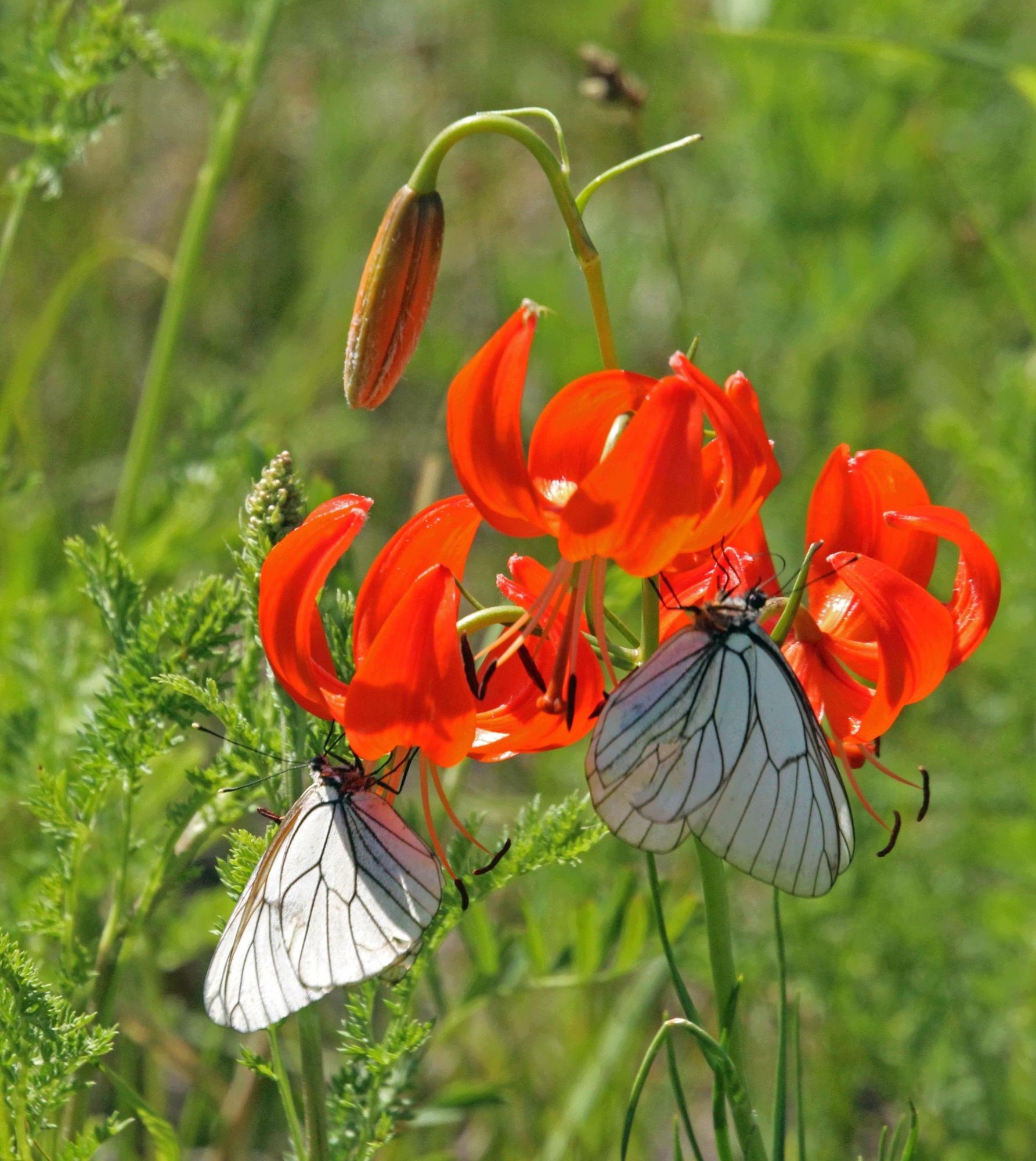 胸怀天下野心不大 的想法: 萨日朗是蒙古语,意思是草原上的山丹花